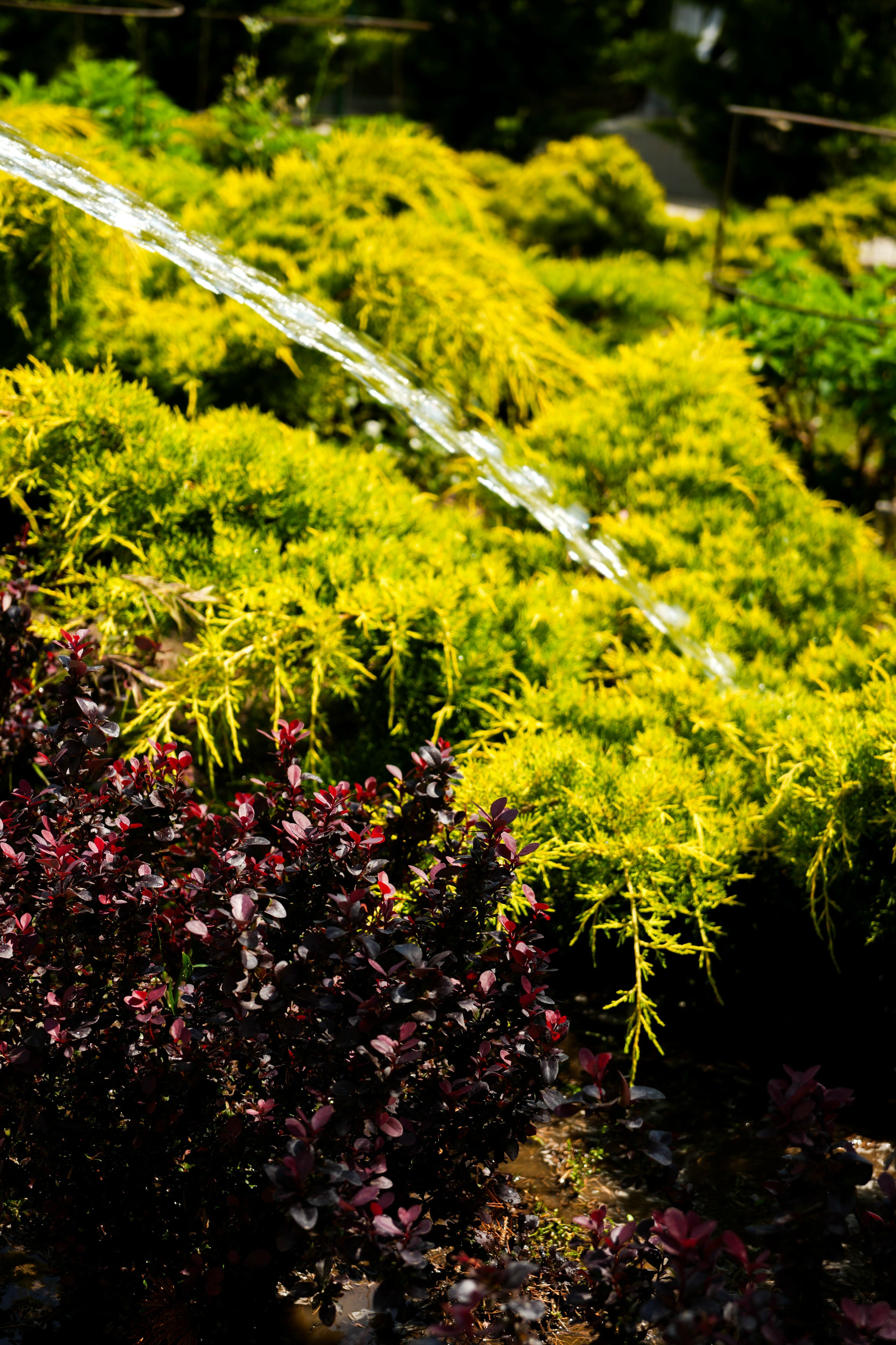 Фото Гарден