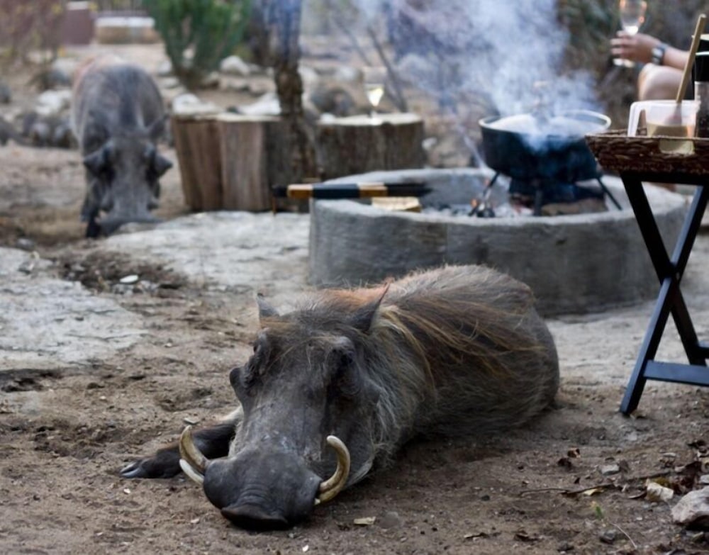 Фото Marloth Kruger Accommodation