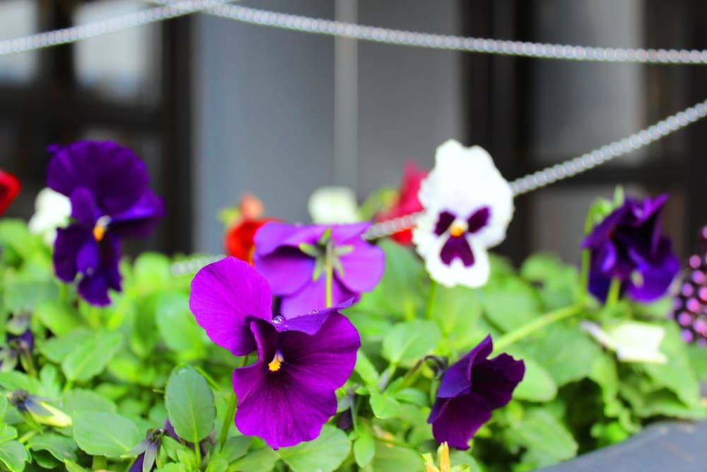 Фото Alliance Hotel