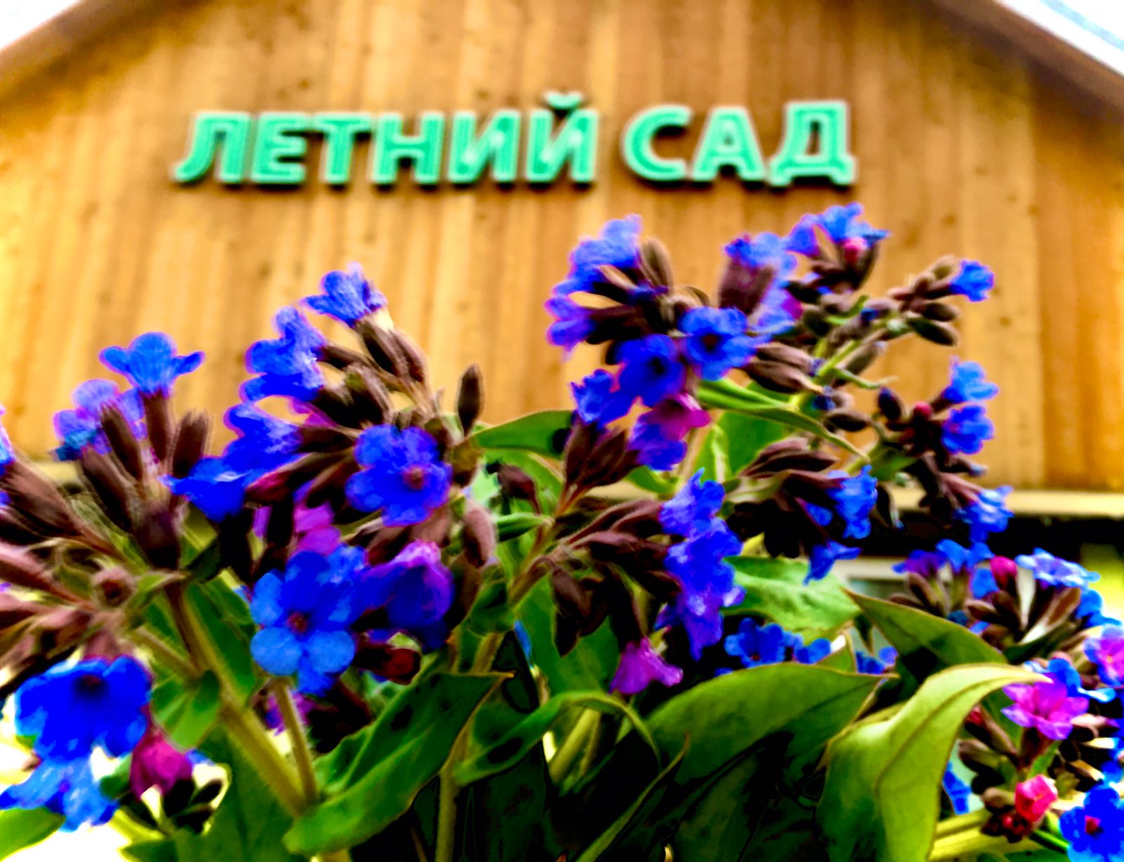 Фото Летний сад