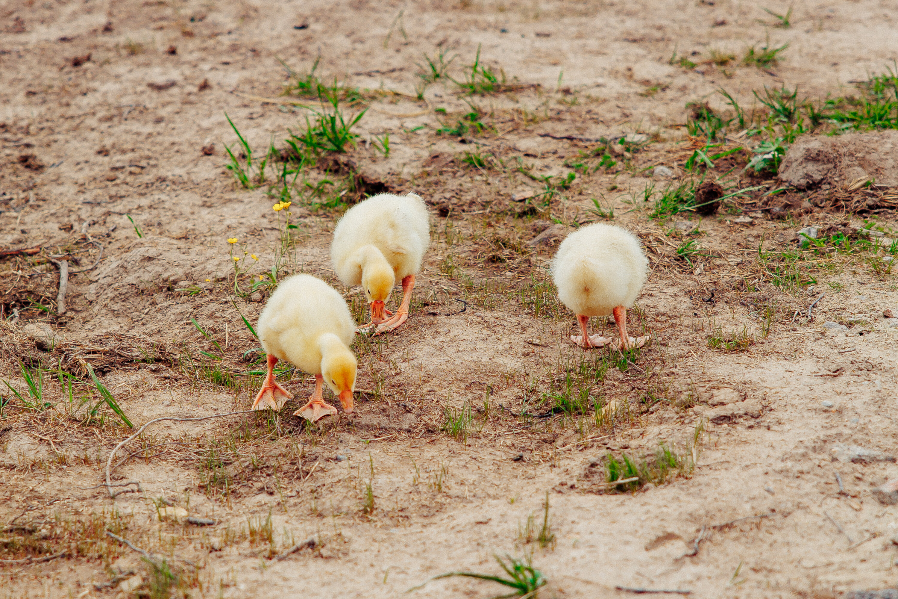 Фото БлагоДача