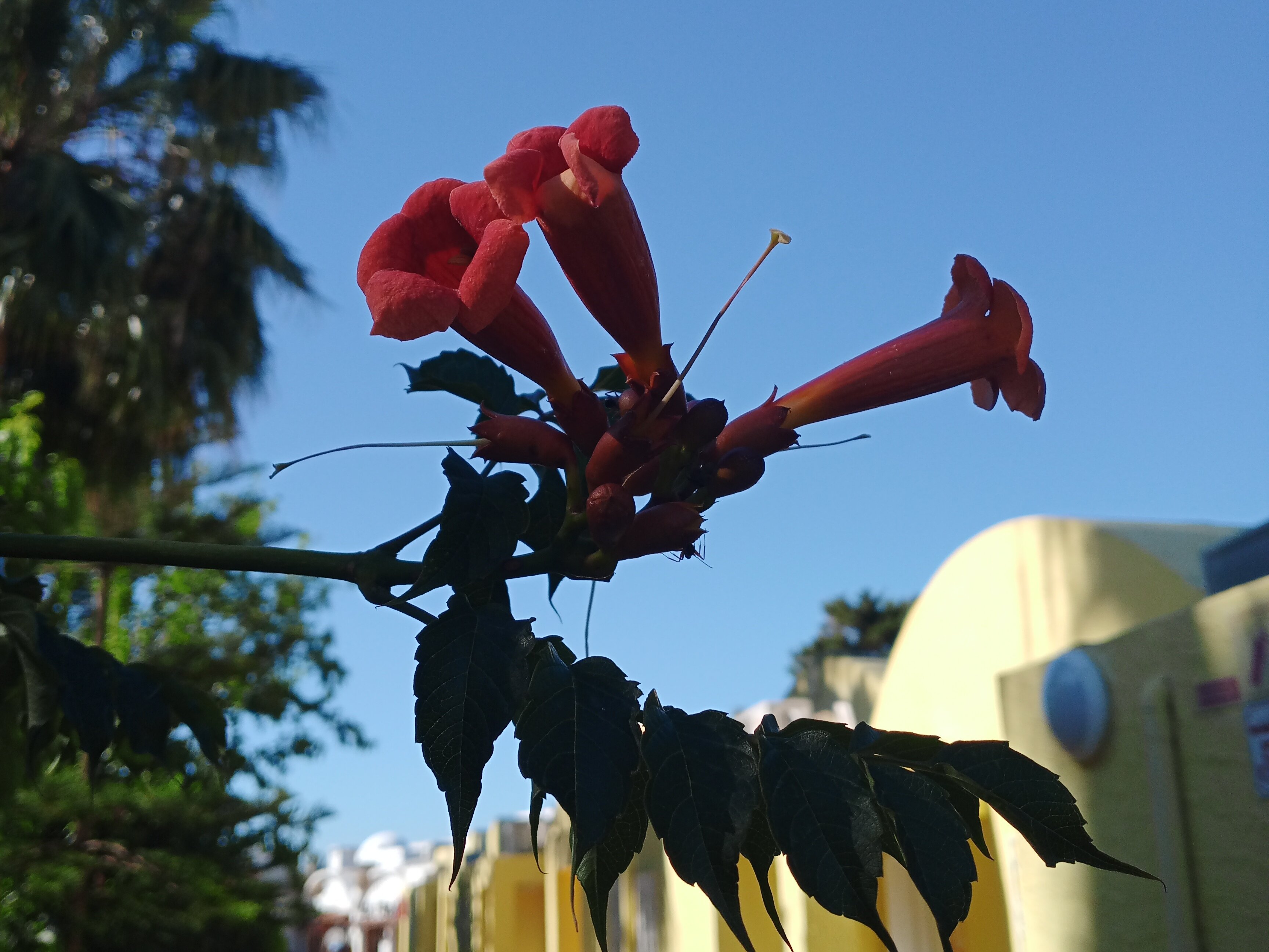 Фото Hotel Samira Club