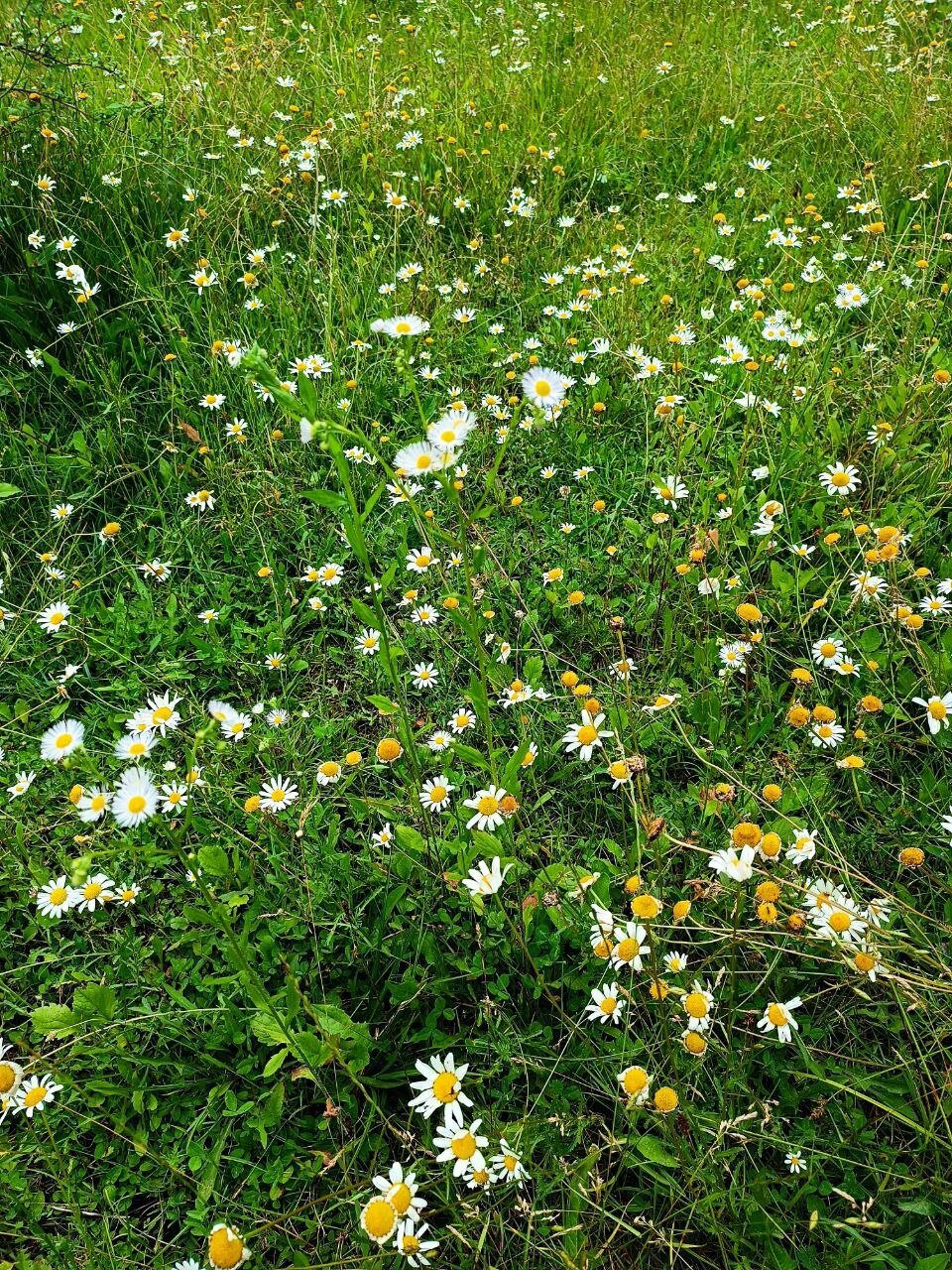 Фото Вилла Домики