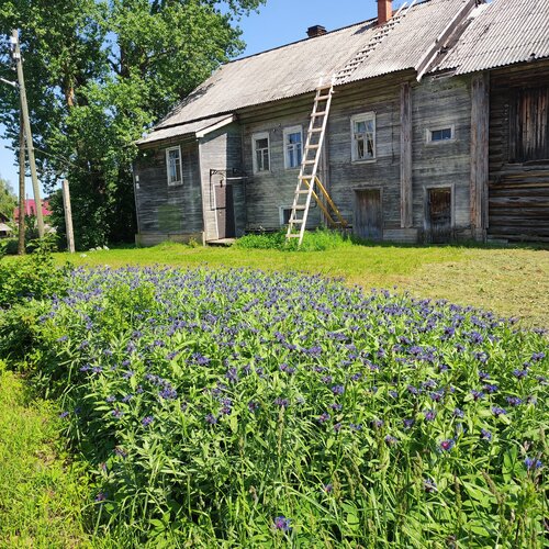 Pharmacy Karelfarm, Republic of Karelia, photo