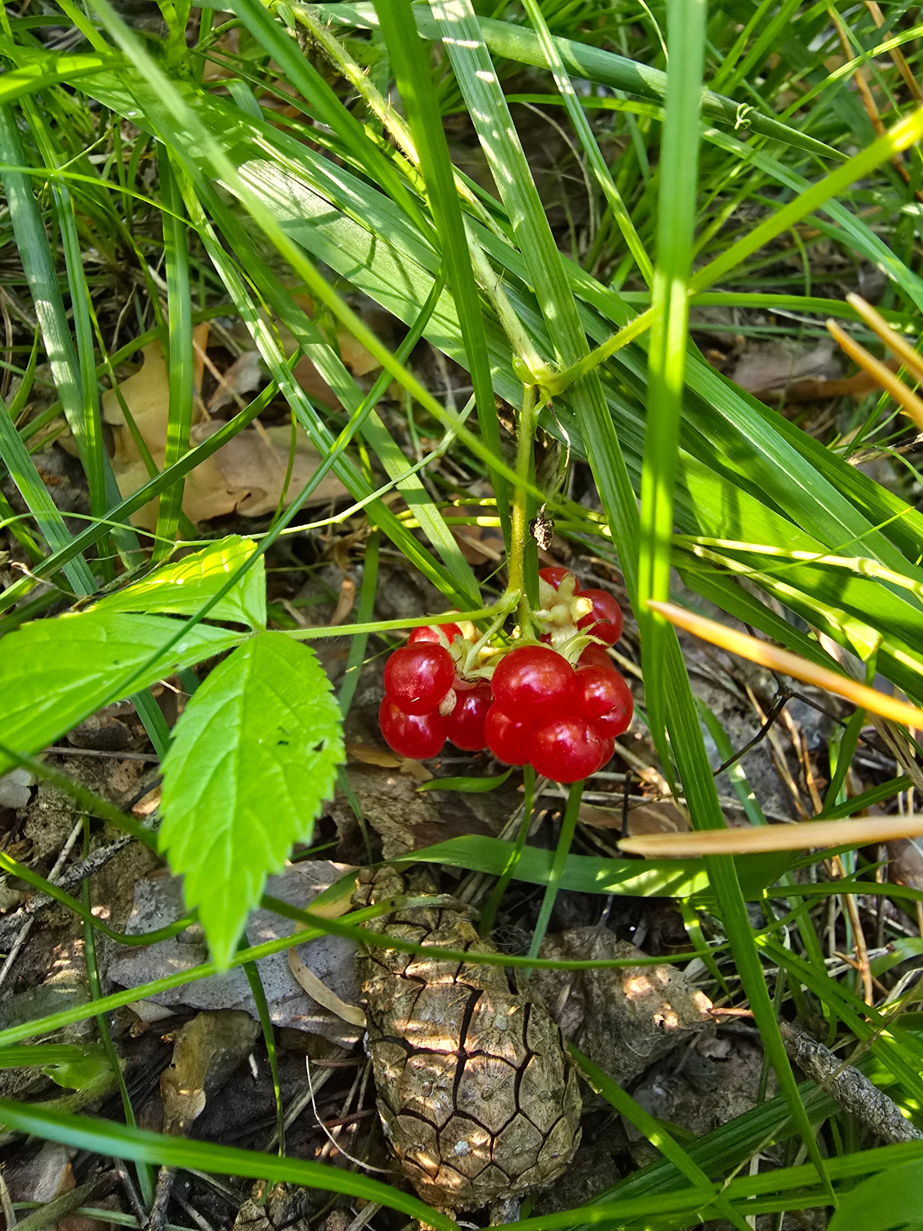 Фото Медная Сова