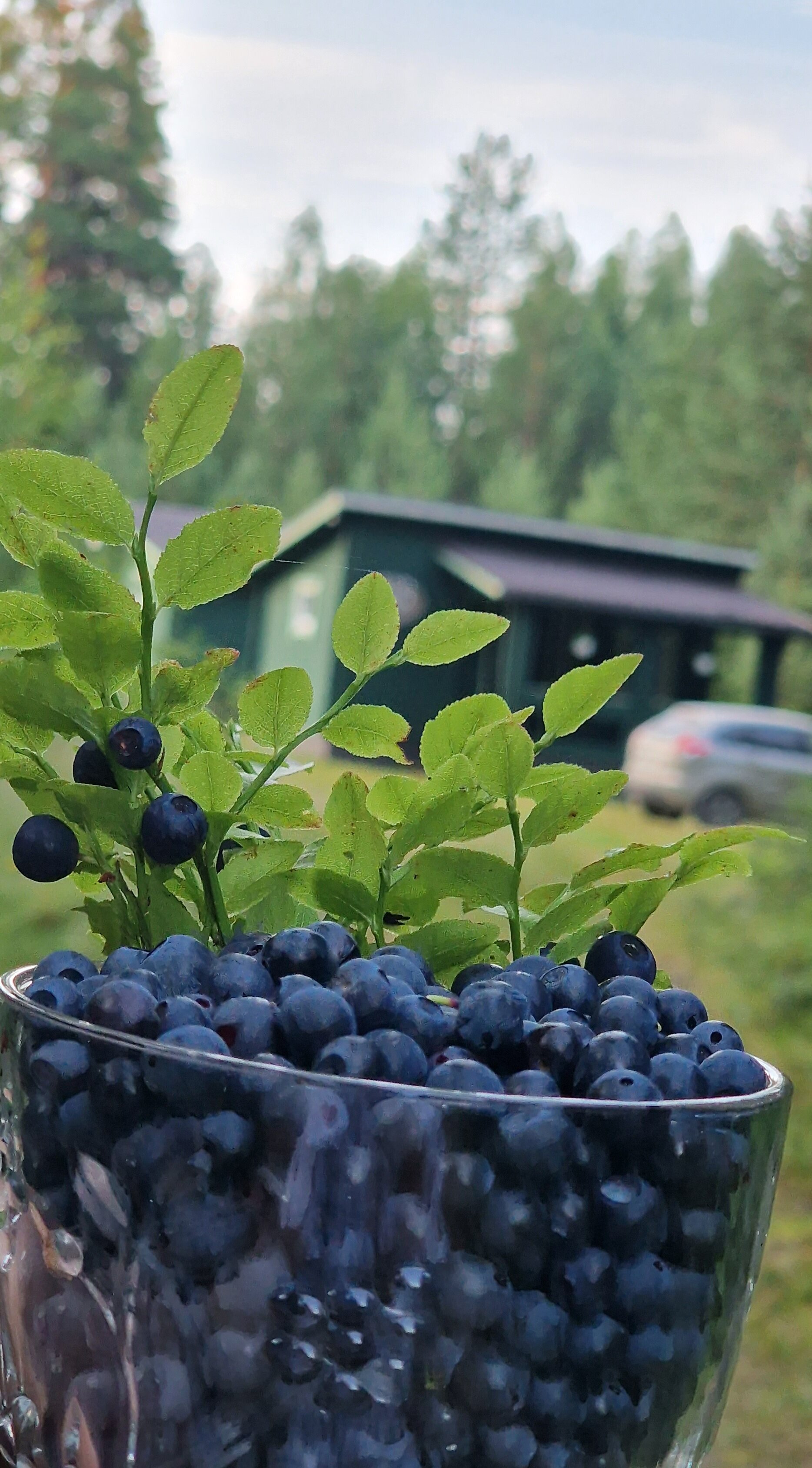 Фото Вереск