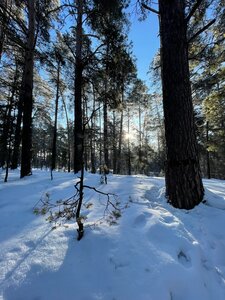 Барнаульский ленточный бор (Алтайский край, Барнаульский ленточный бор), лесной массив в Алтайском крае