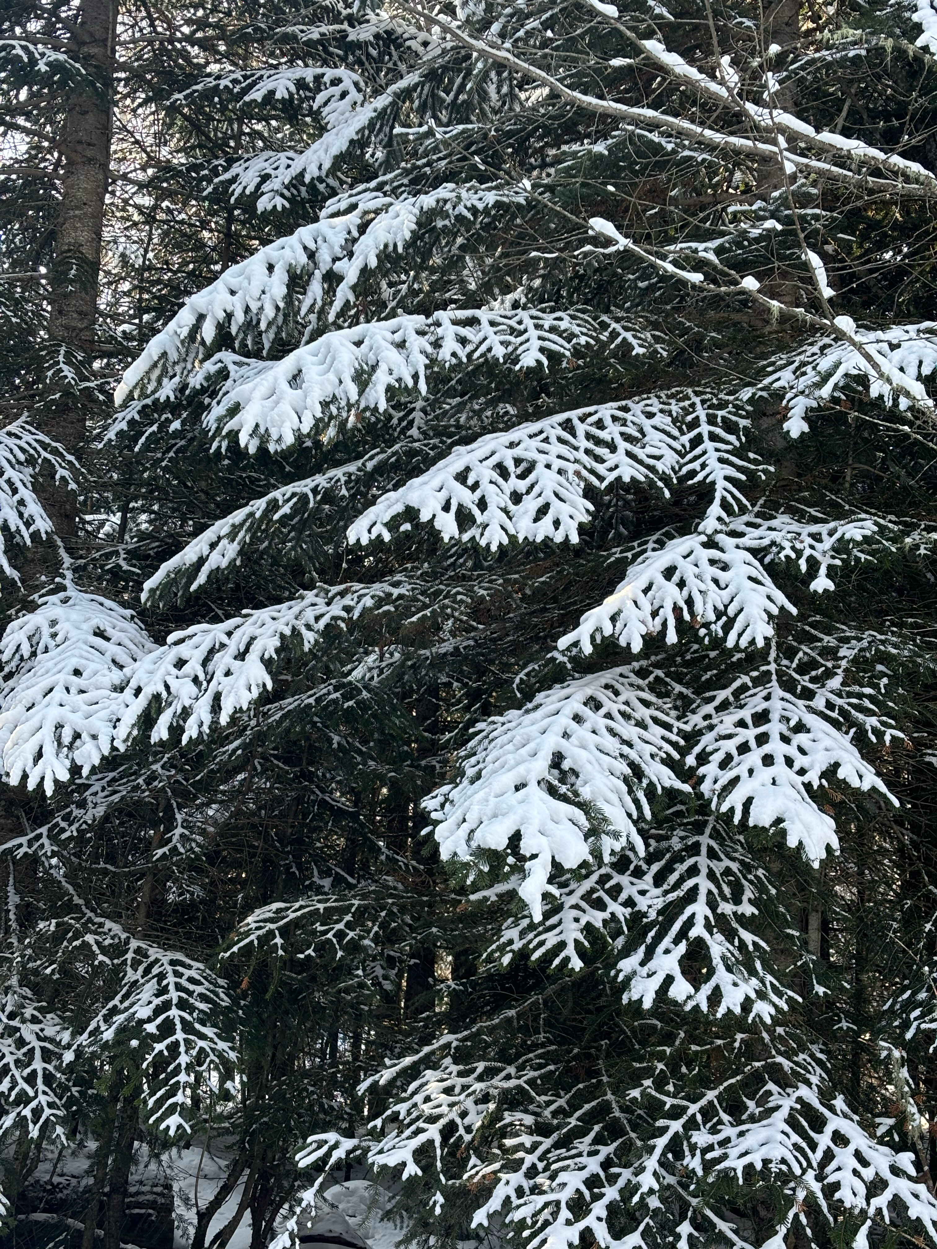 Фото Greenhouse 1599