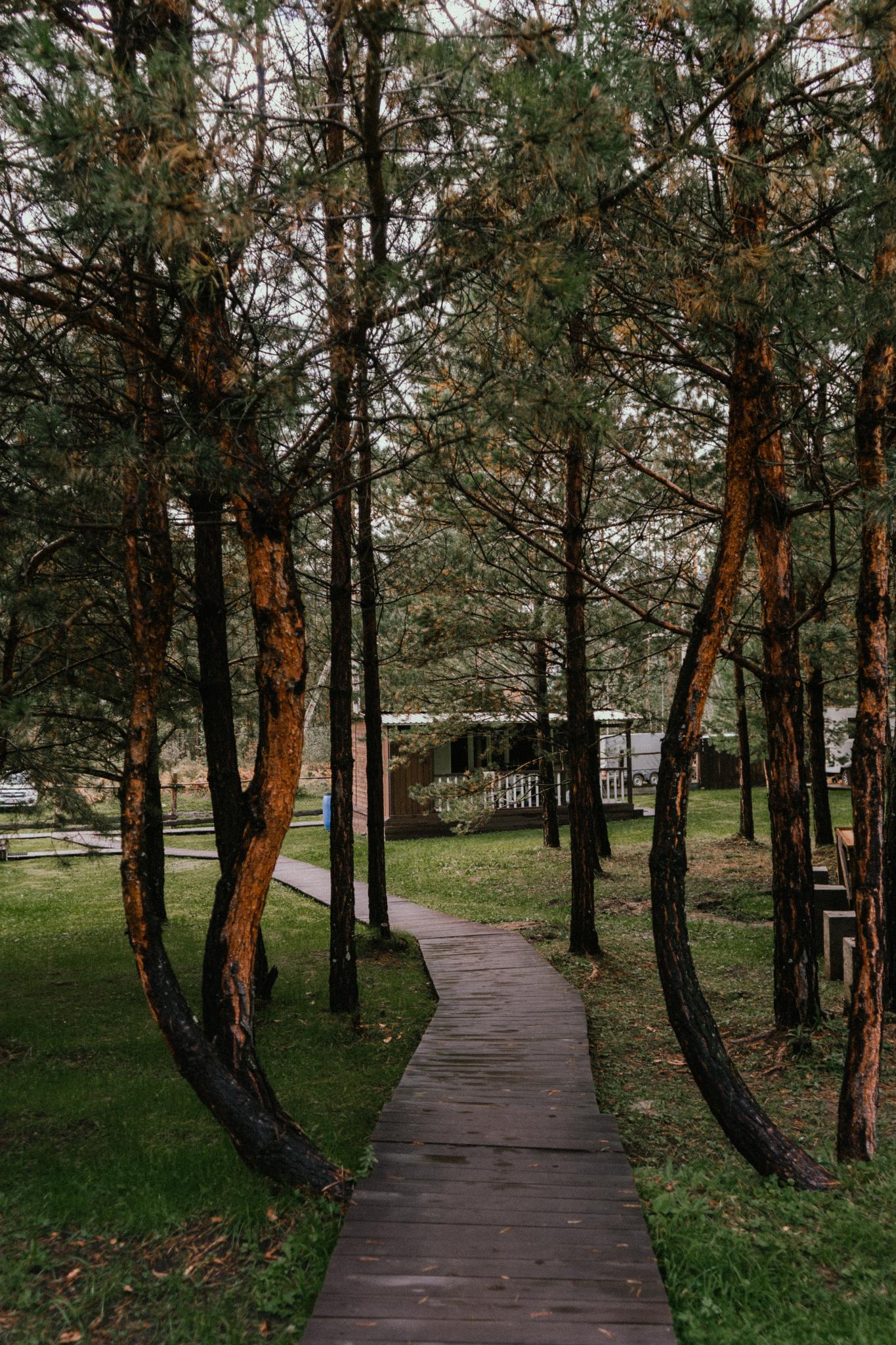 Фото Сосновый рай