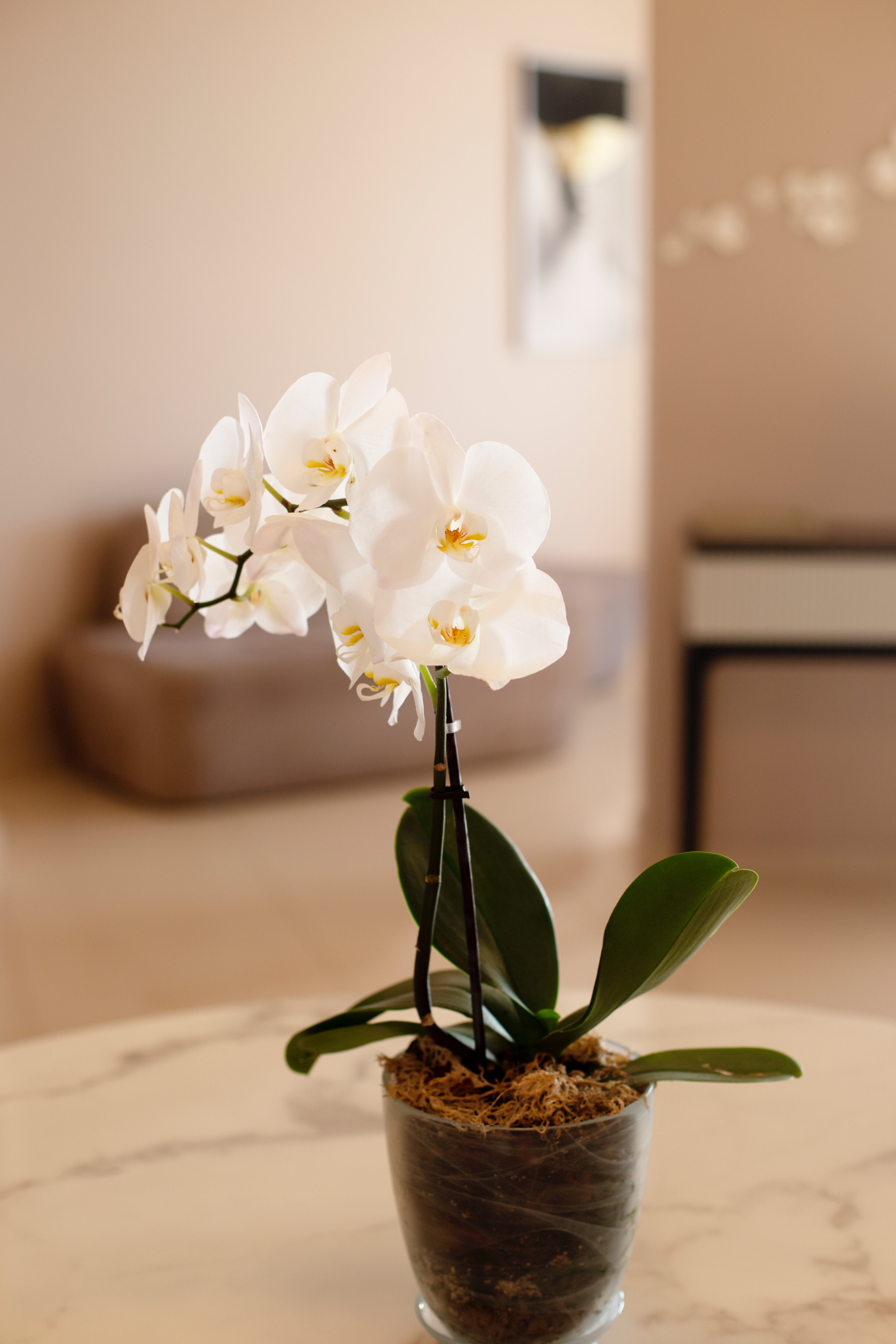 Фото Ассоль