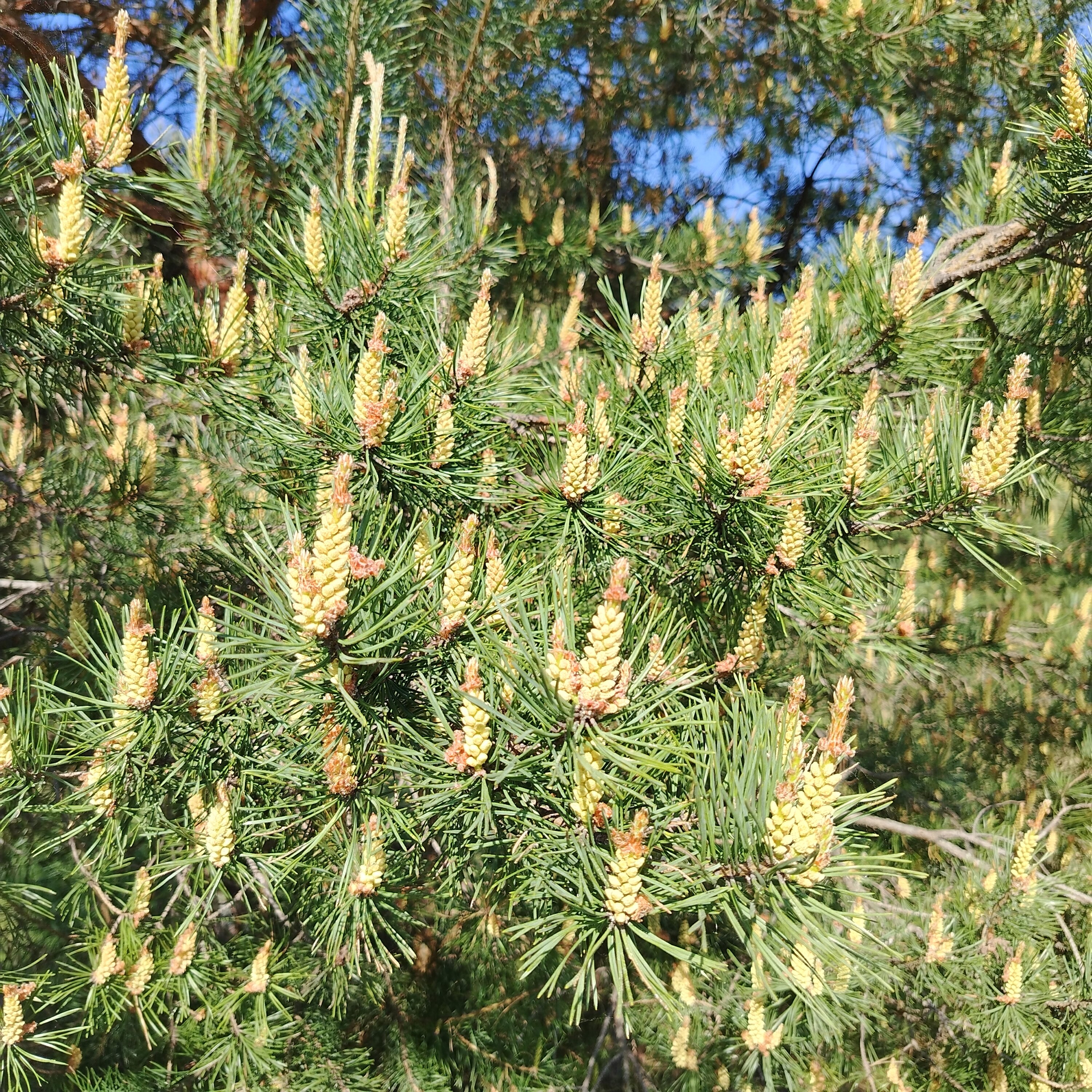 Фото Эко-Парк Шмели