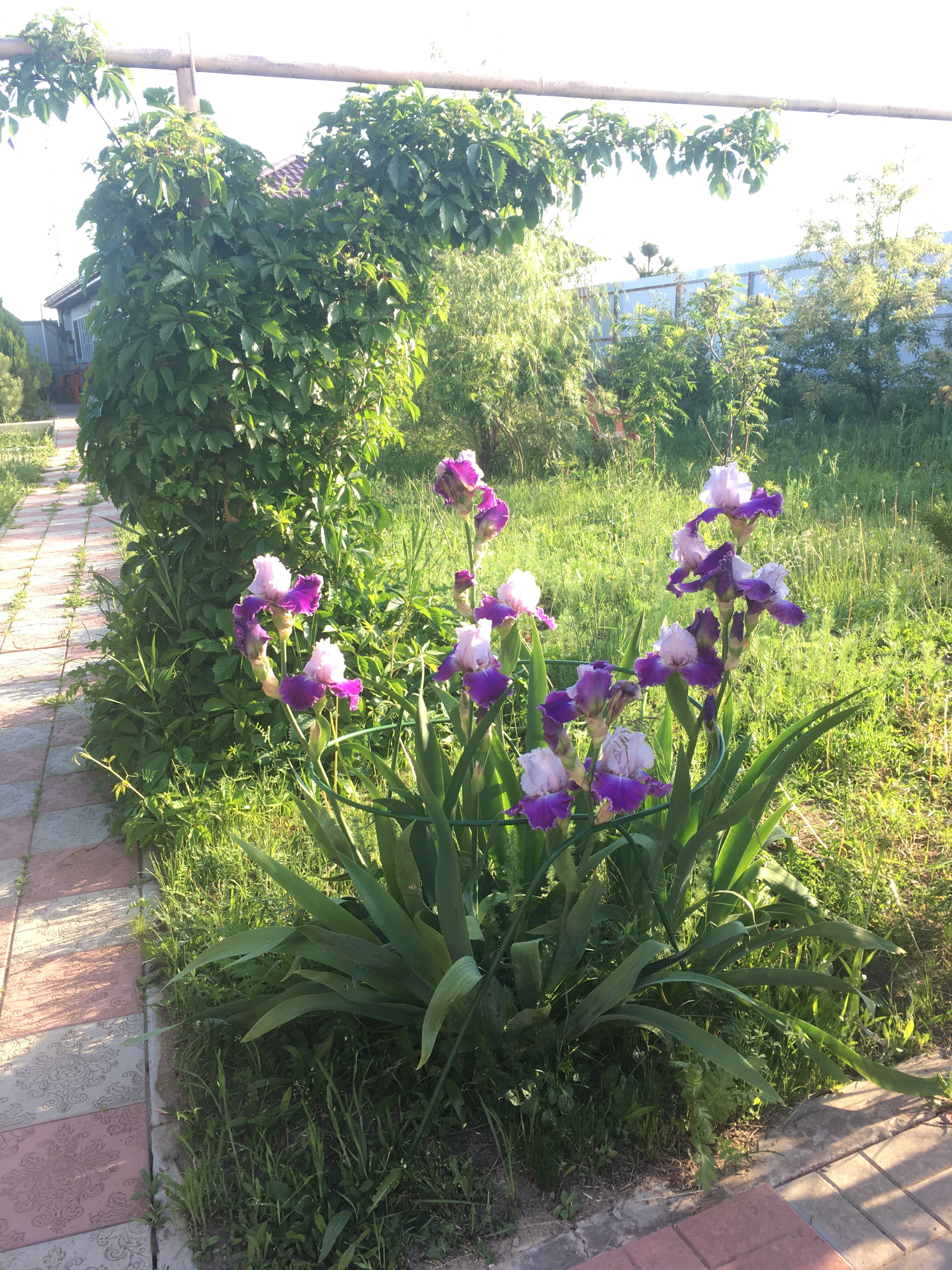 Фото Двор сурка