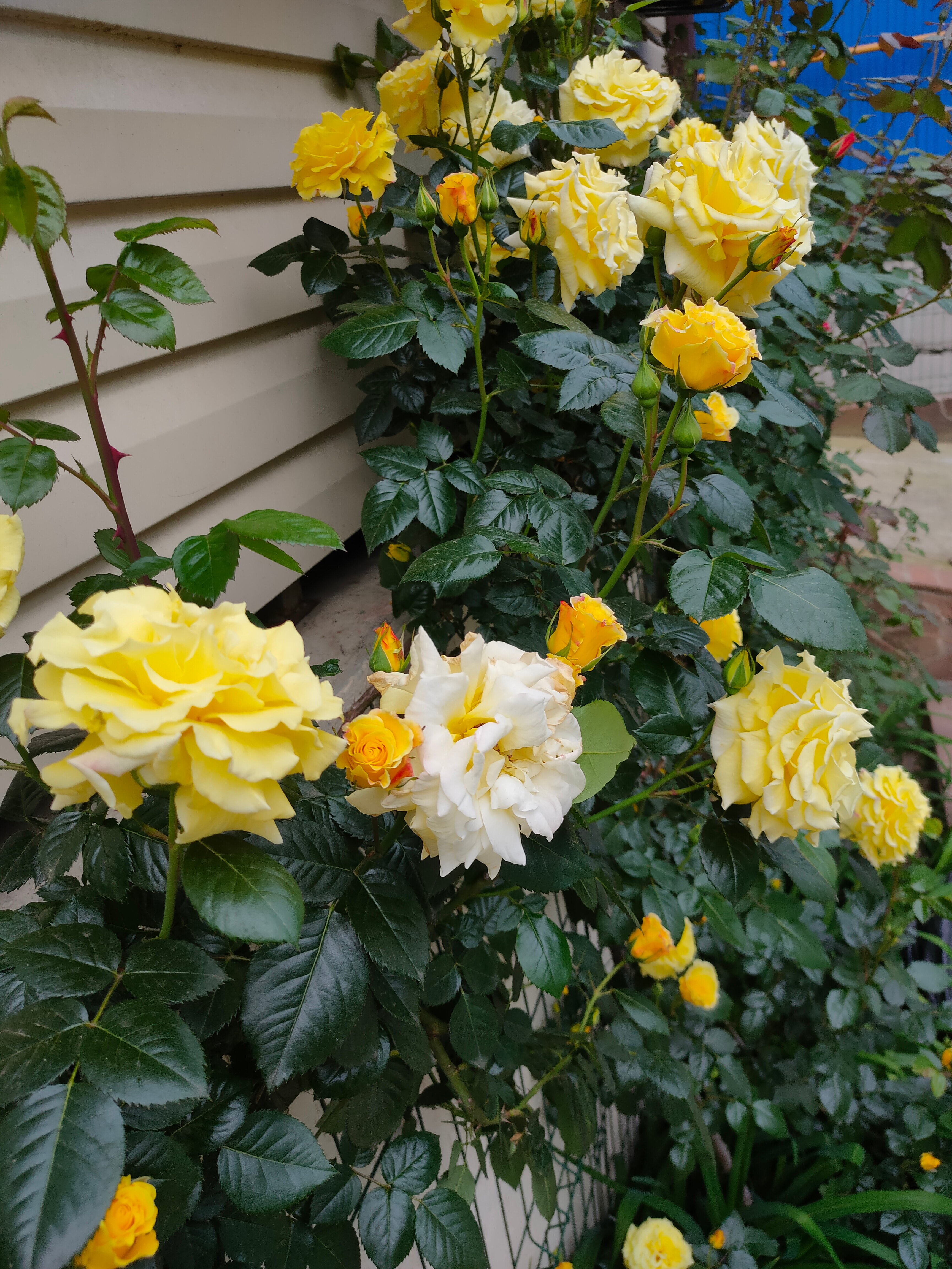 Фото Французский дом