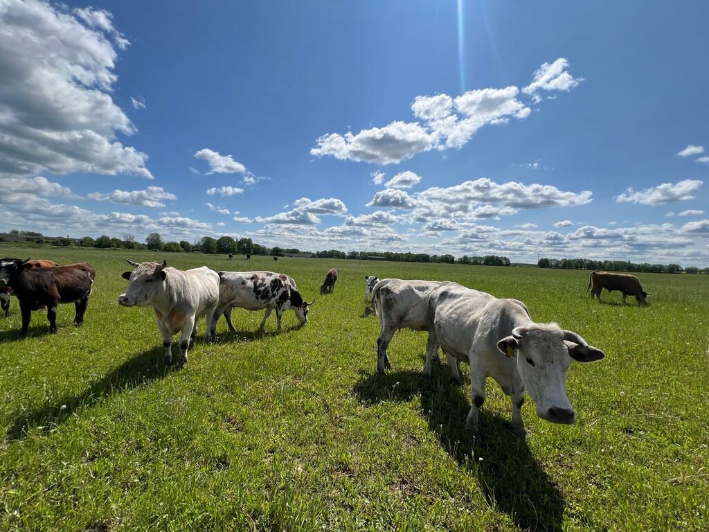 Farmstead Ферма голубой коровы, Pskov Oblast, photo