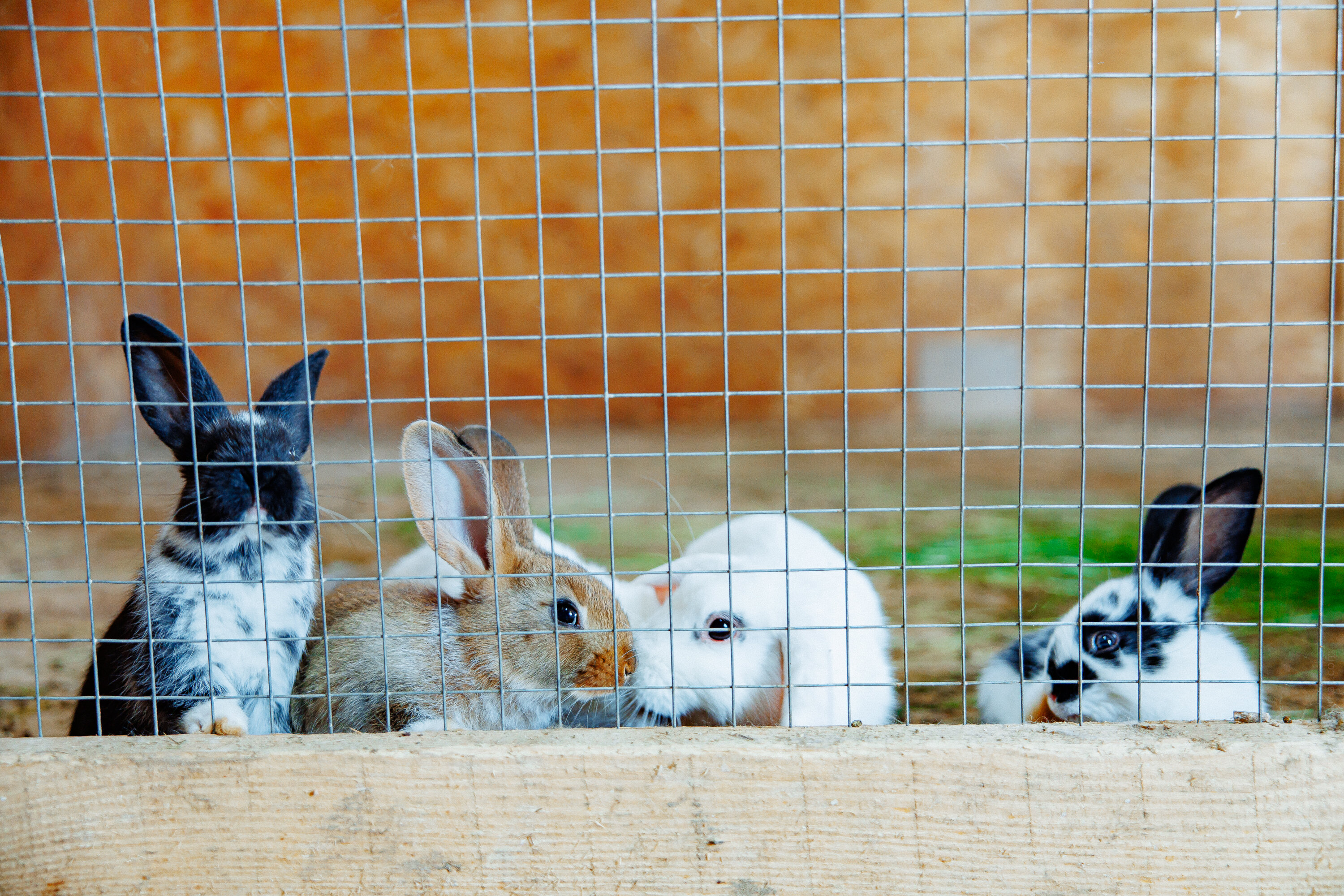 Фото БлагоДача