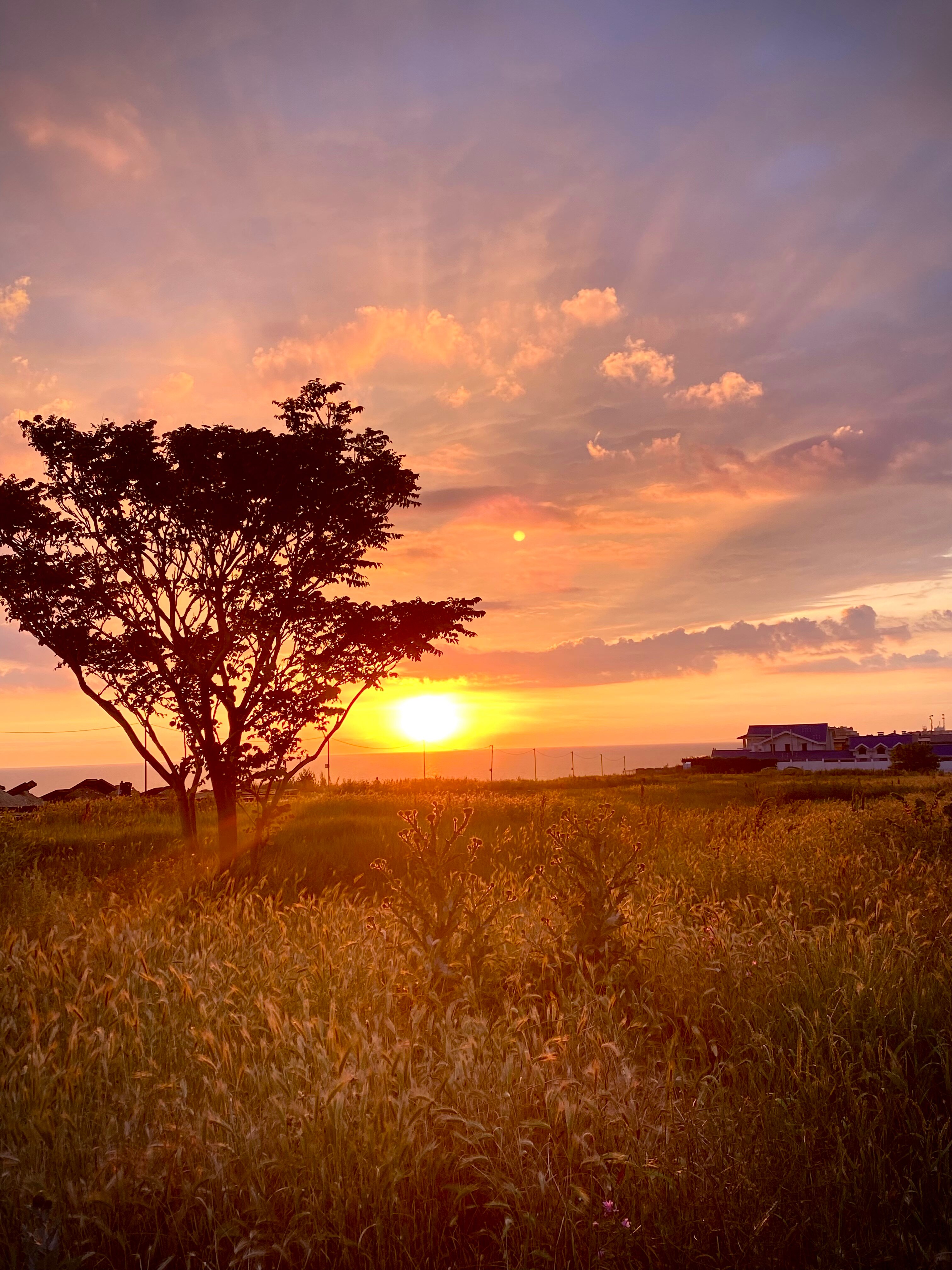 Фото Виколь