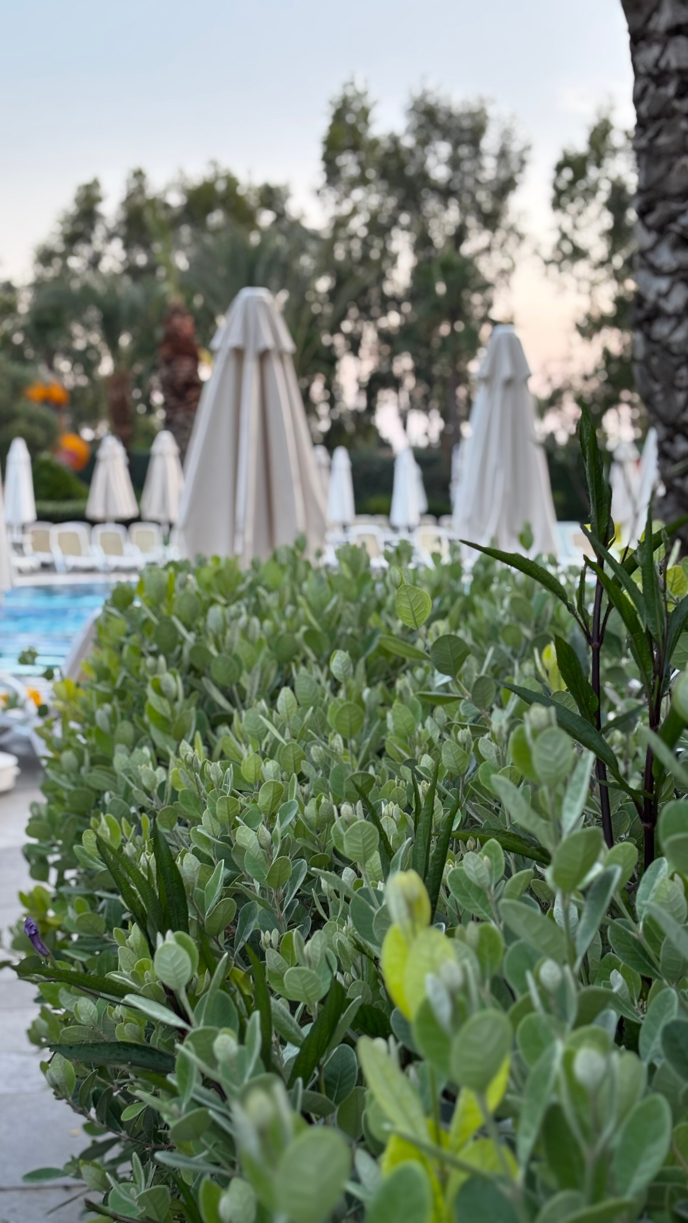 Фото Royal Holiday Palace Hotel