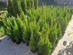 Родной Лес (Oktyabrskaya ulitsa, 45), centro de jardinería