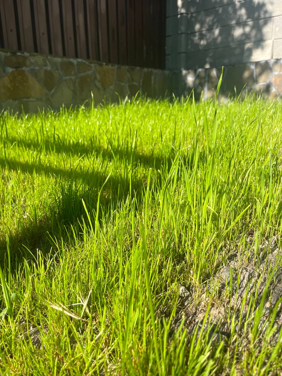 Фото Кипарис