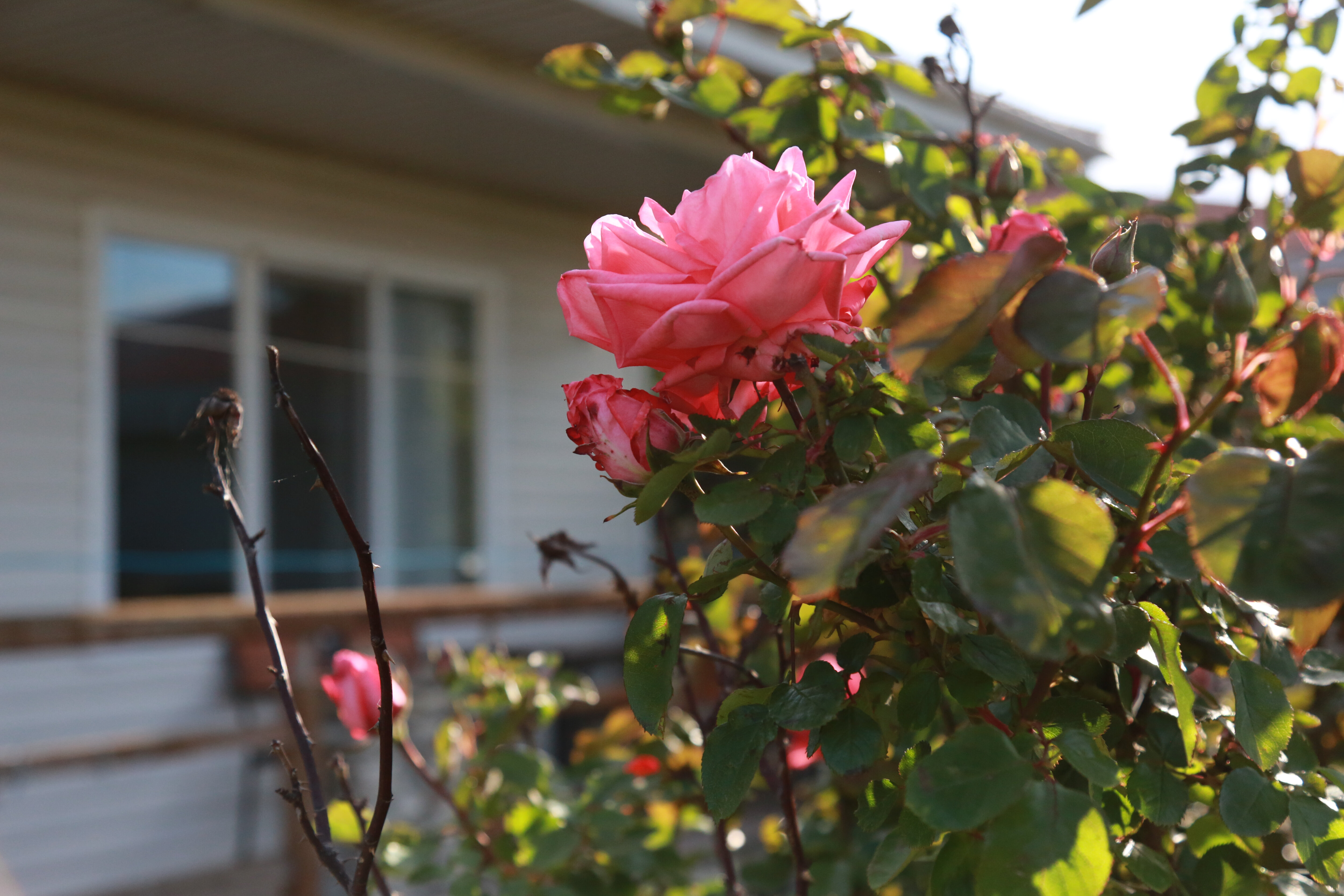 Фото Генеральские домики