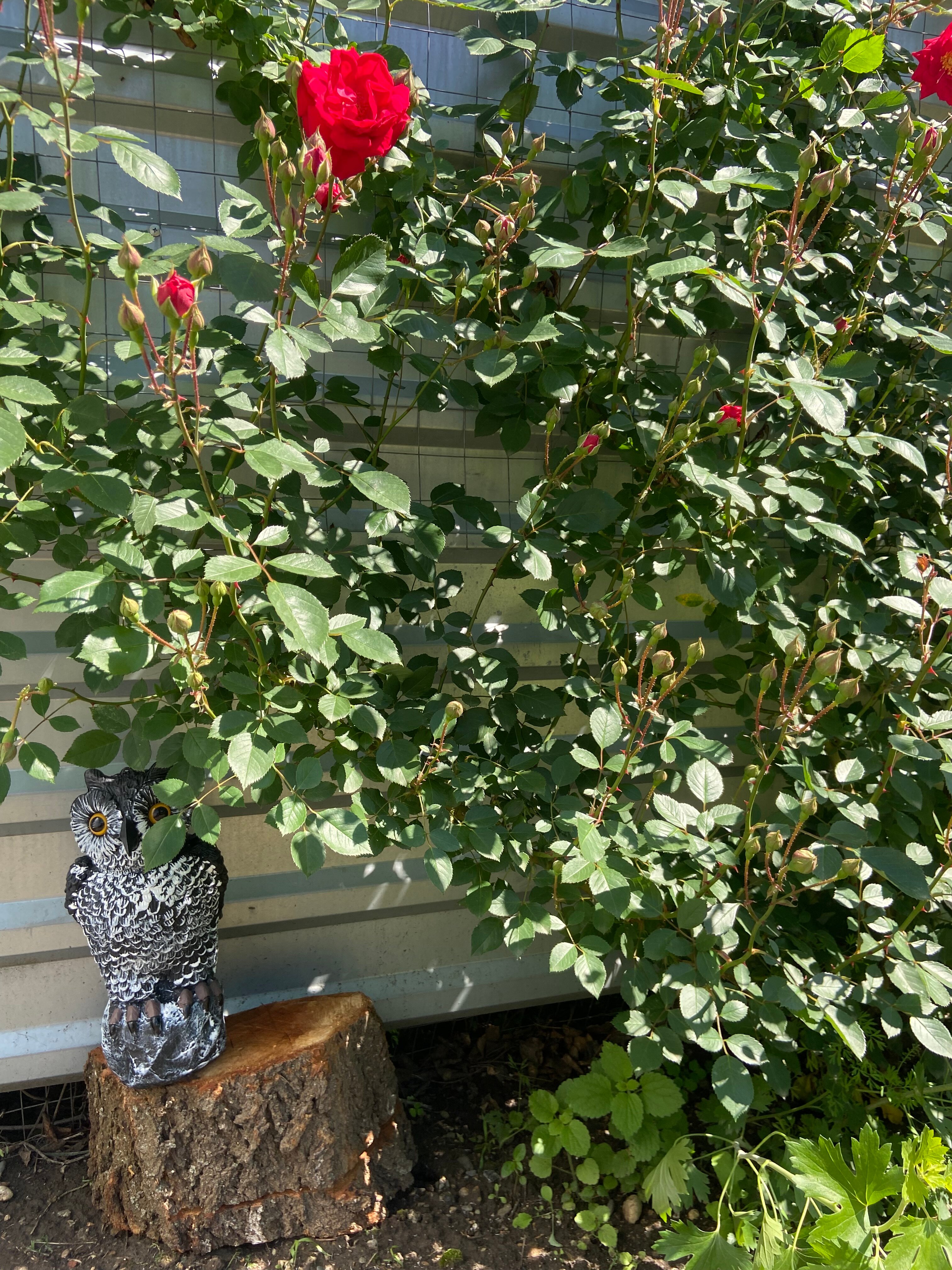 Фото Уютный дворик