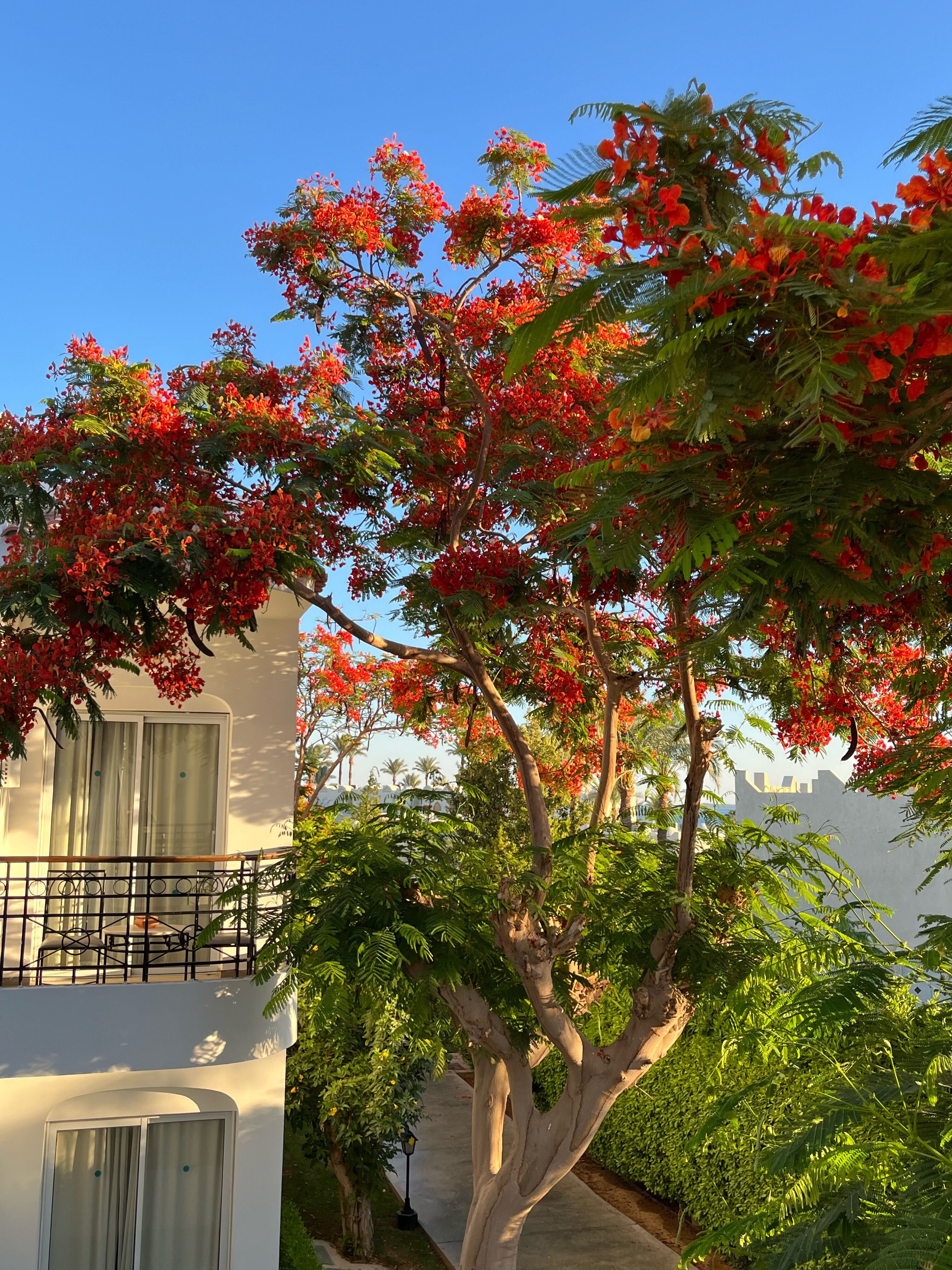 Фото Jaz Fanara Resort