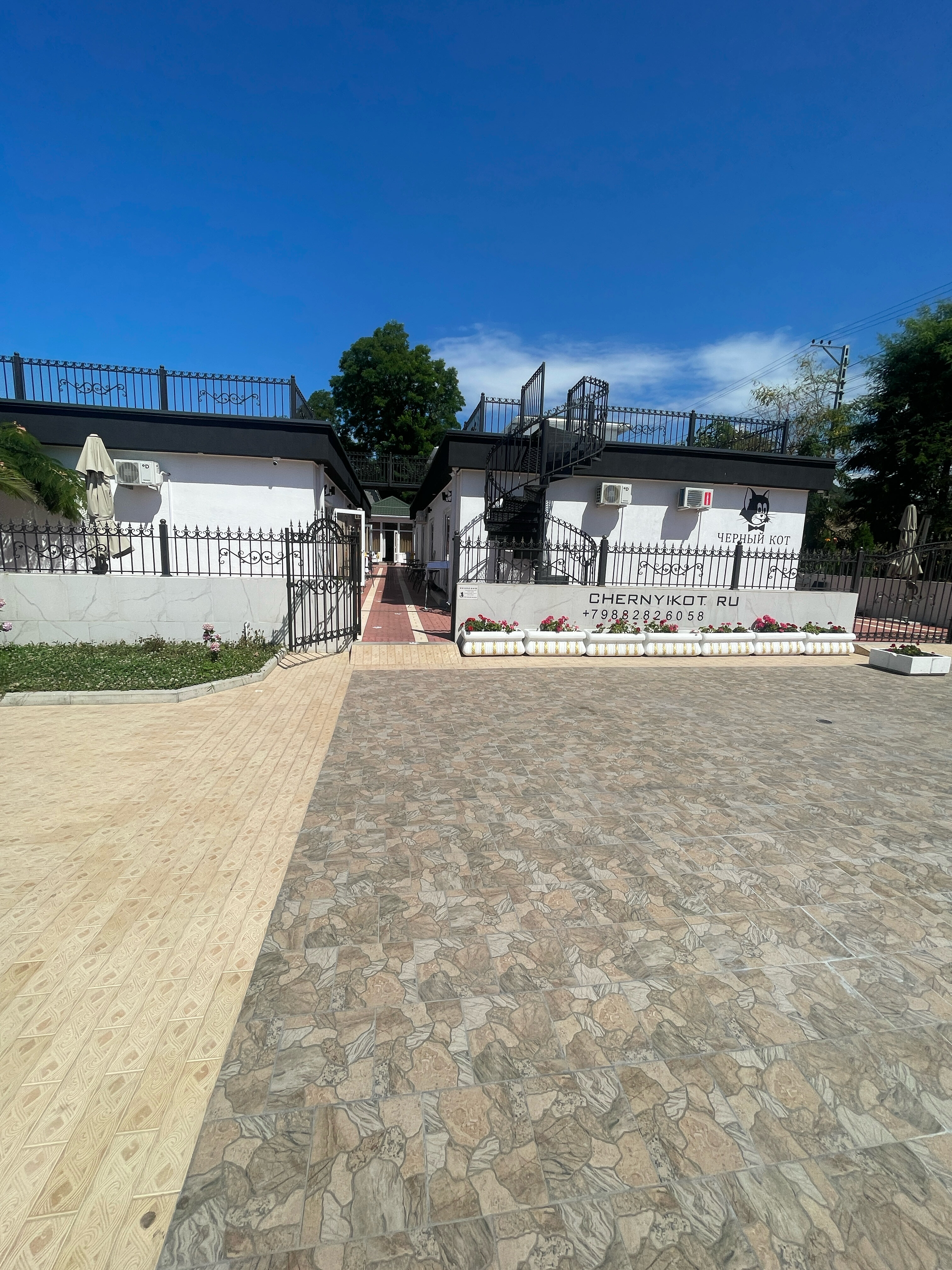 Фото Черный кот