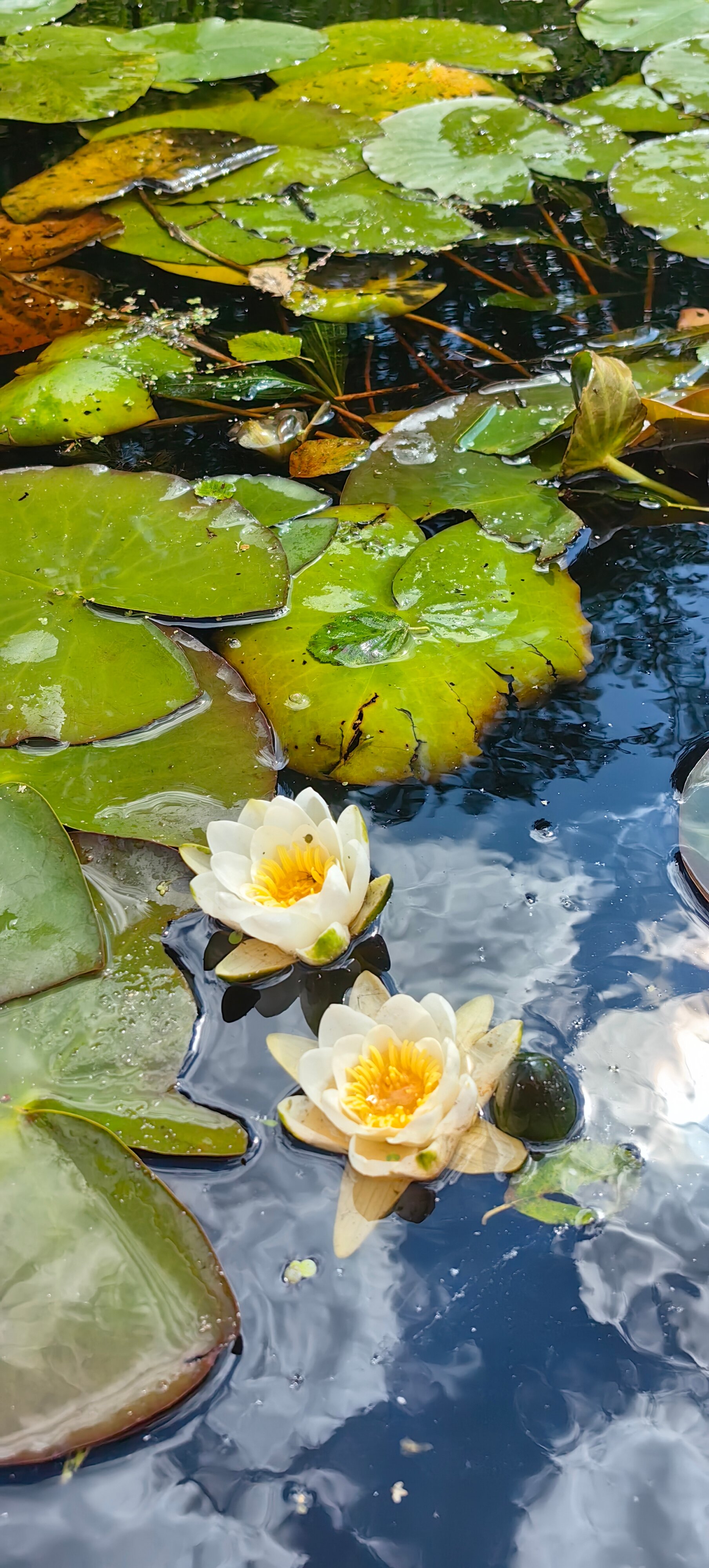 Фото Орша Ривер Клаб