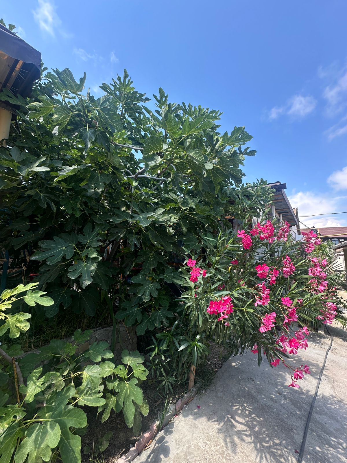 Фото У Дианы