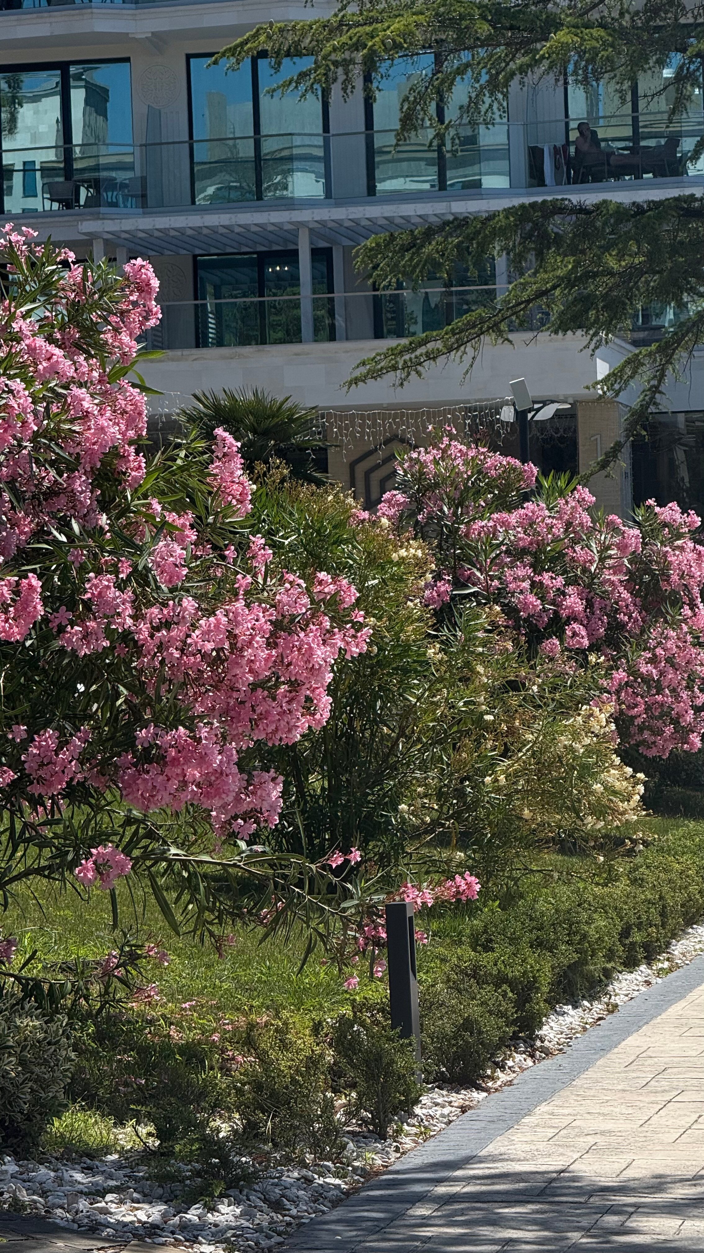 Фото Лучезарный