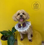 Будка (Orekhovaya ulitsa, 7к3), pet salon