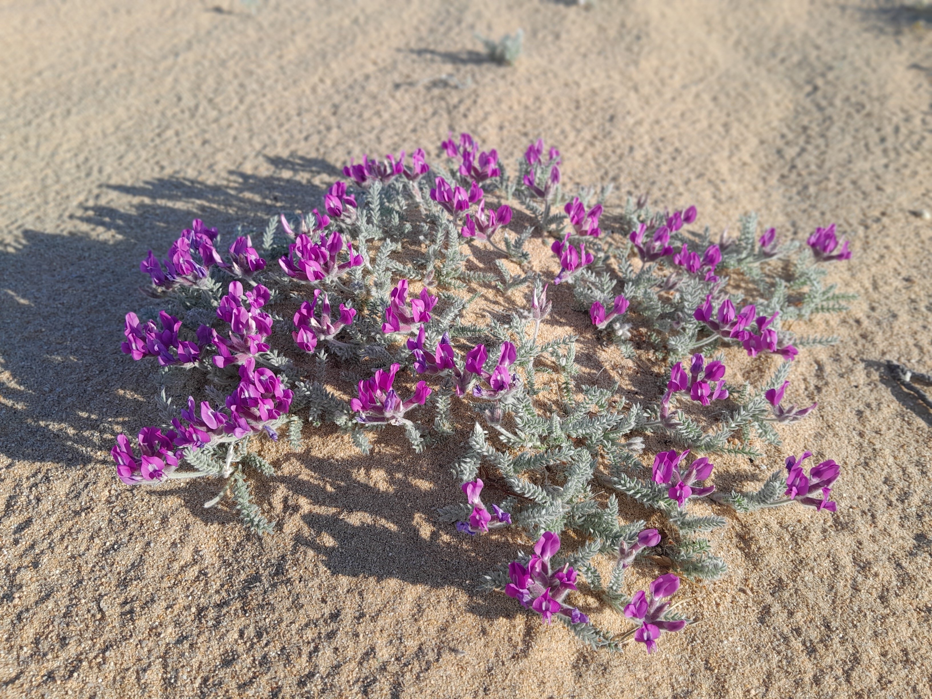 Фото Синдбад