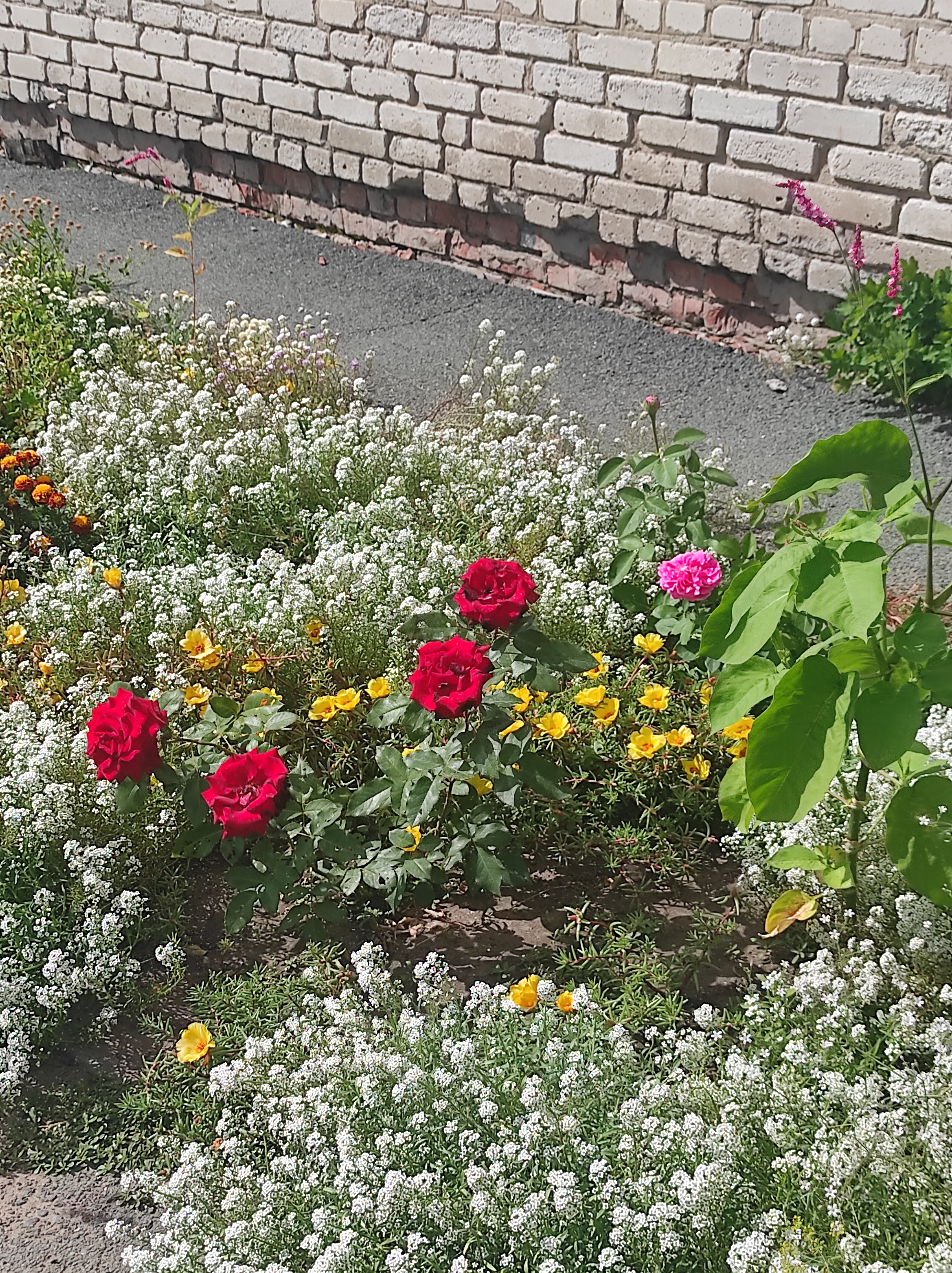 Фото Славянка