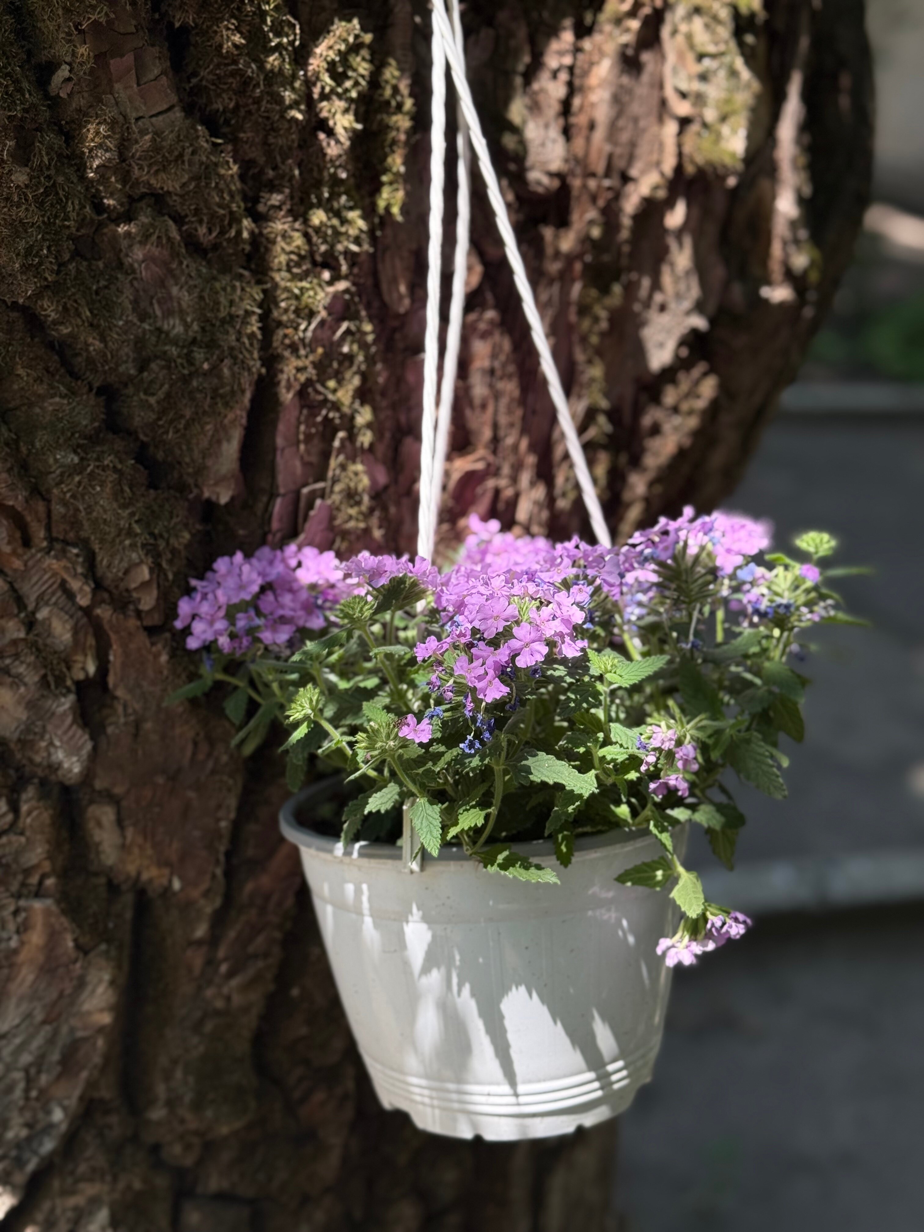 Фото Изумруд