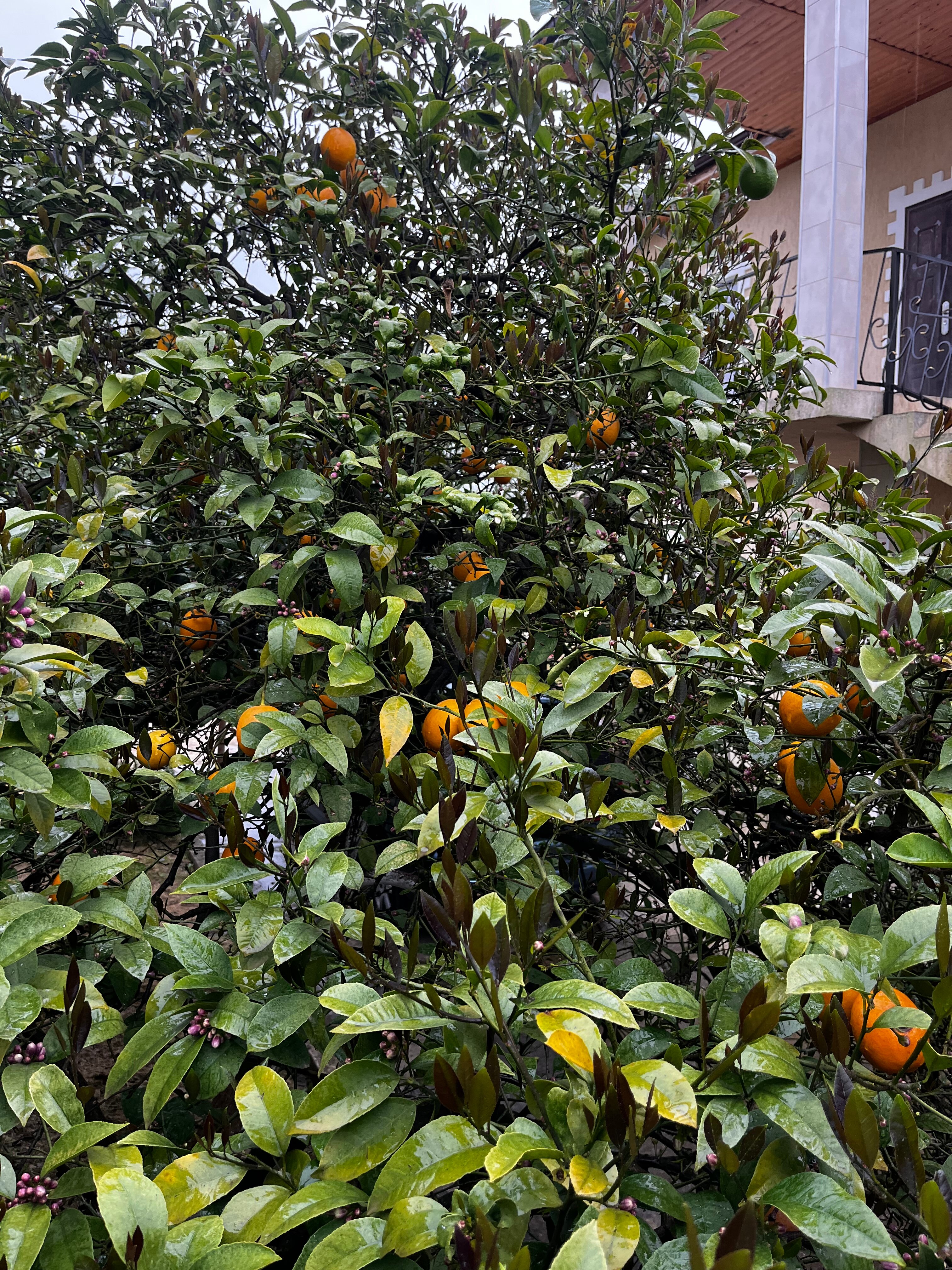 Фото Дивный Сад