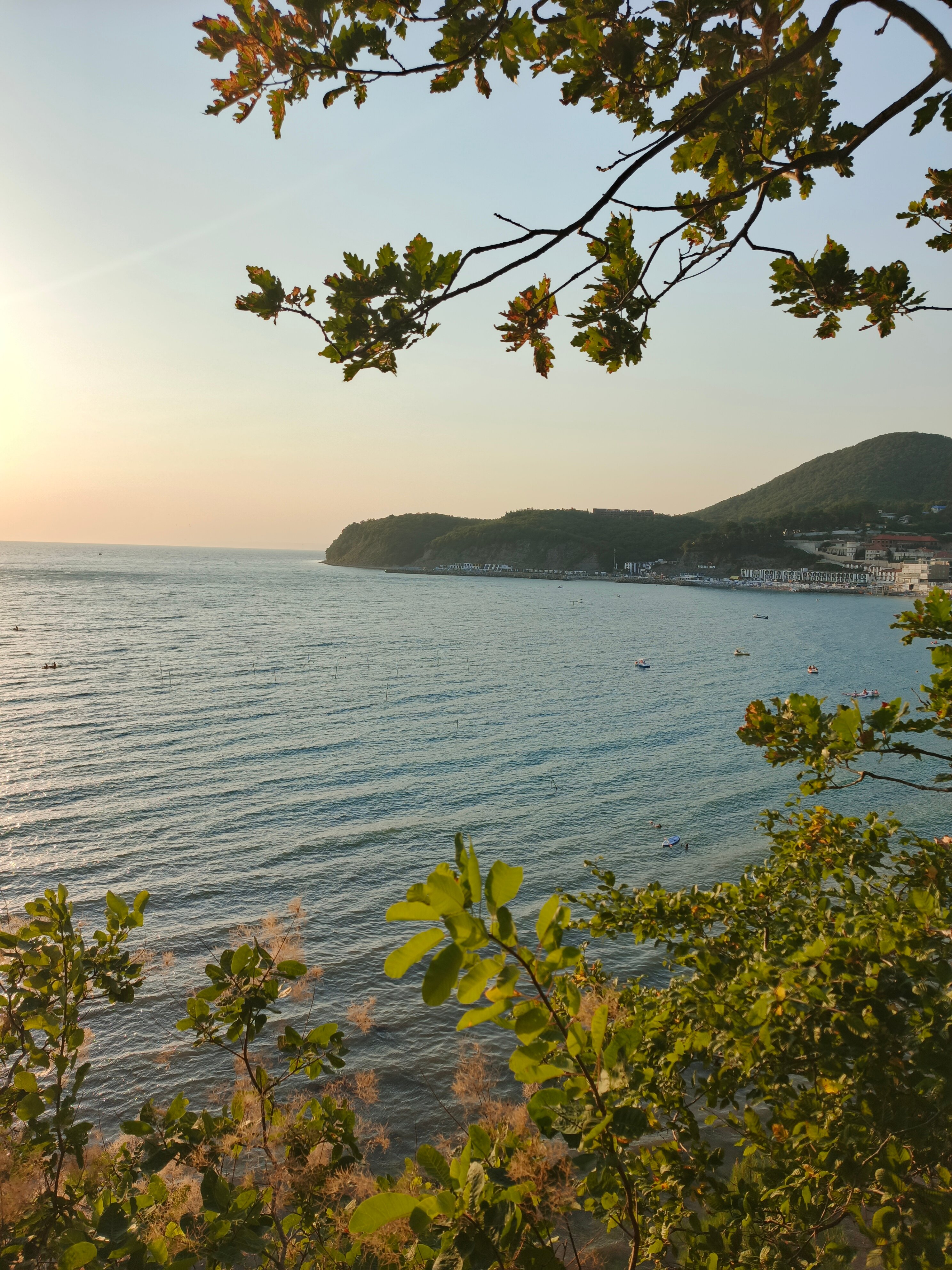 Фото Розмарин