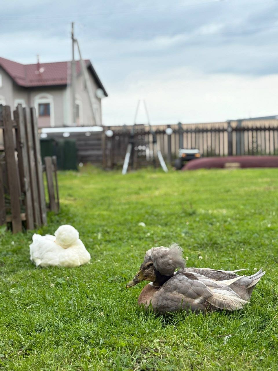 Фото Семейная мини-ферма Фазенда