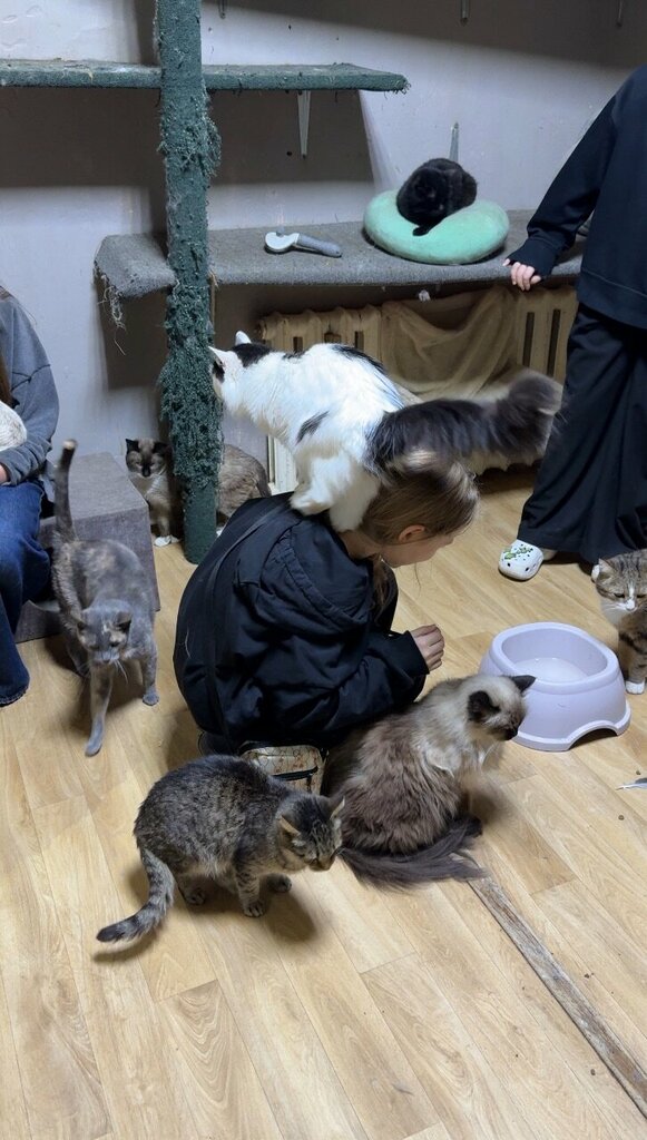 Animal shelter I'm alive, Astana, photo