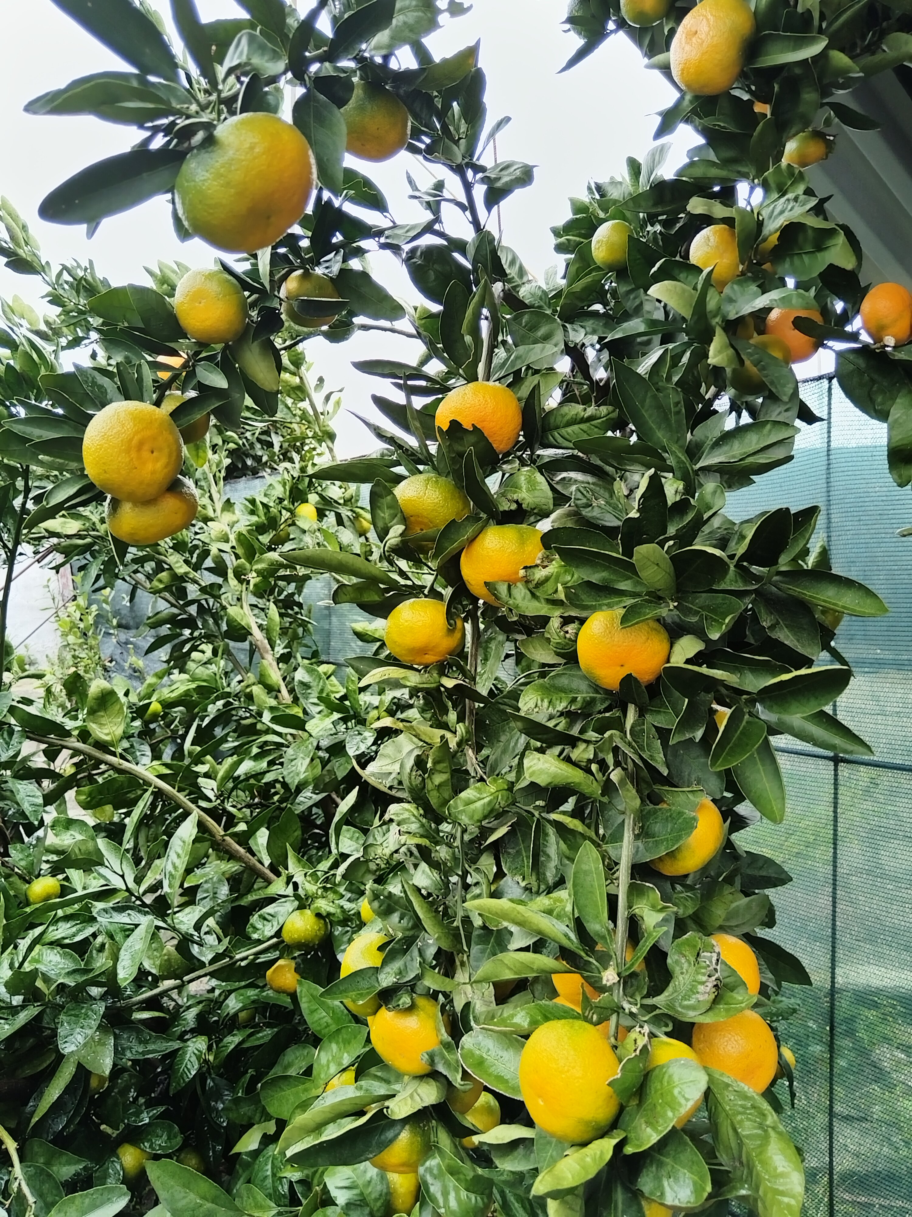 Фото Мыс Сухума