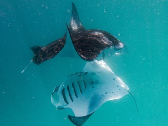 Фото Beach Stone