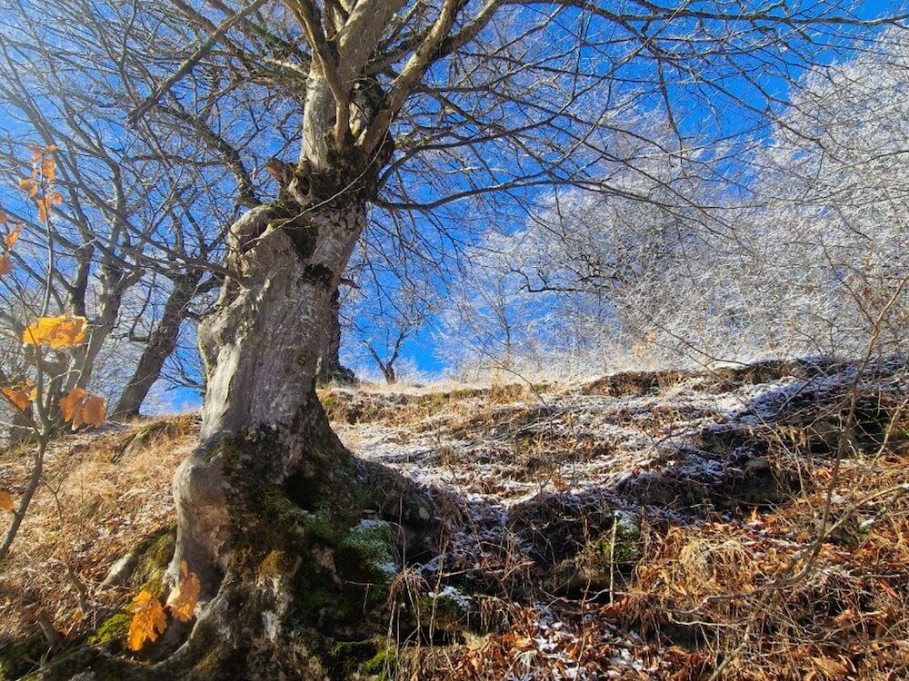 Фото Ecokayan Dilijan Resort Hotel