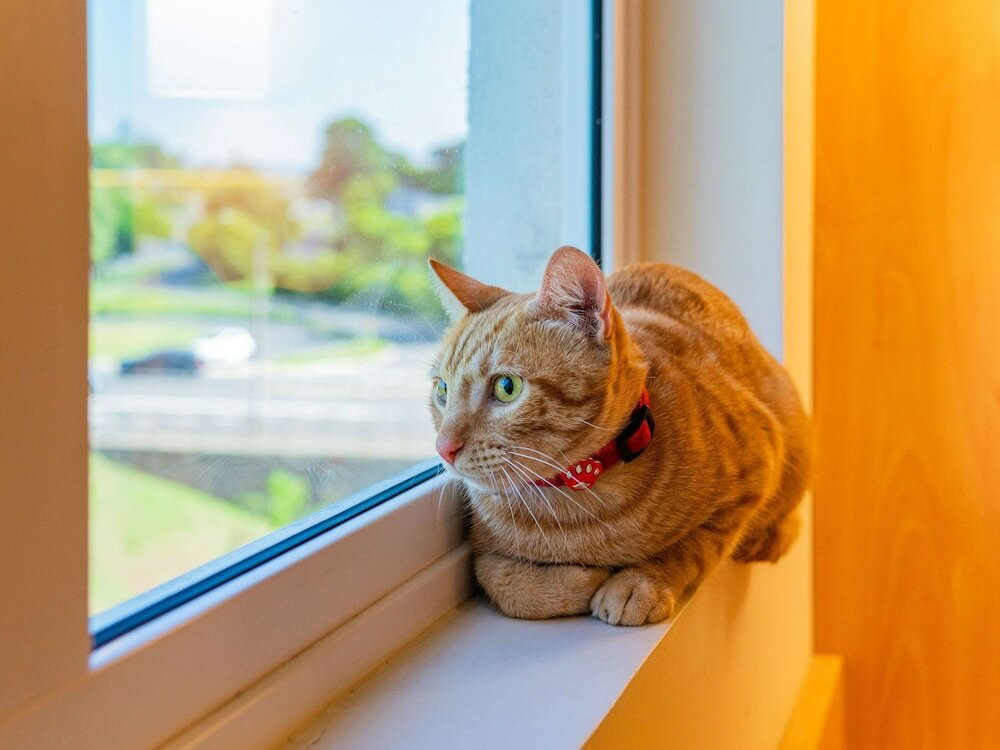 Фото Ibis Novo Hamburgo