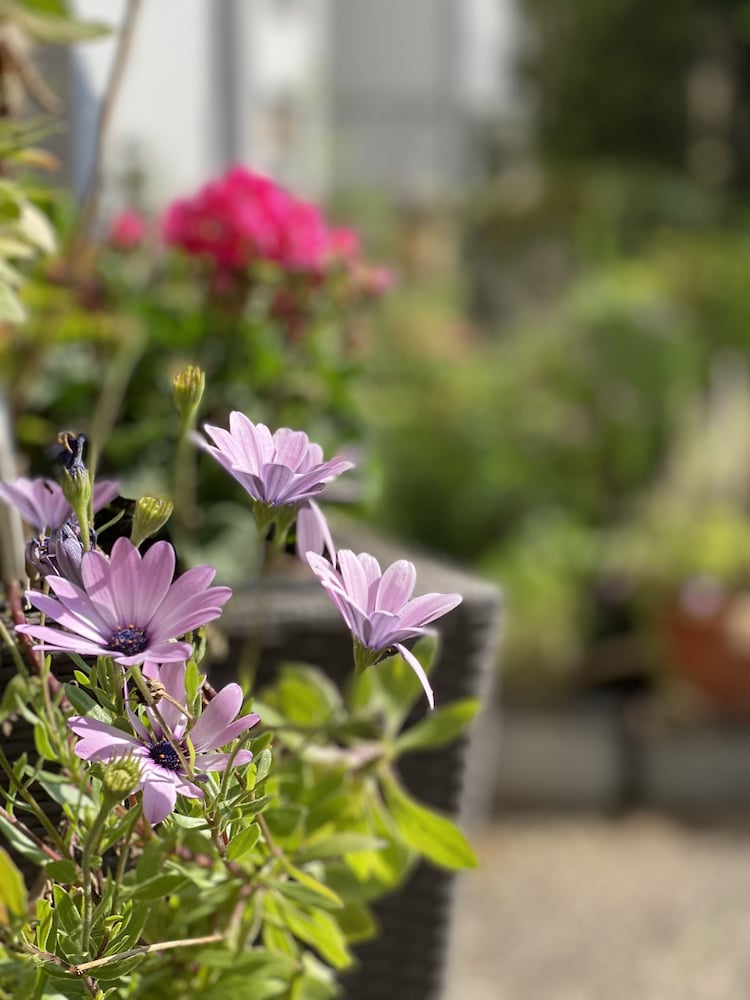 Фото Hotel Cascade