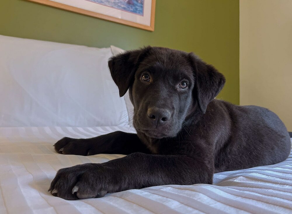 Фото Econo Lodge & Suites Hinton