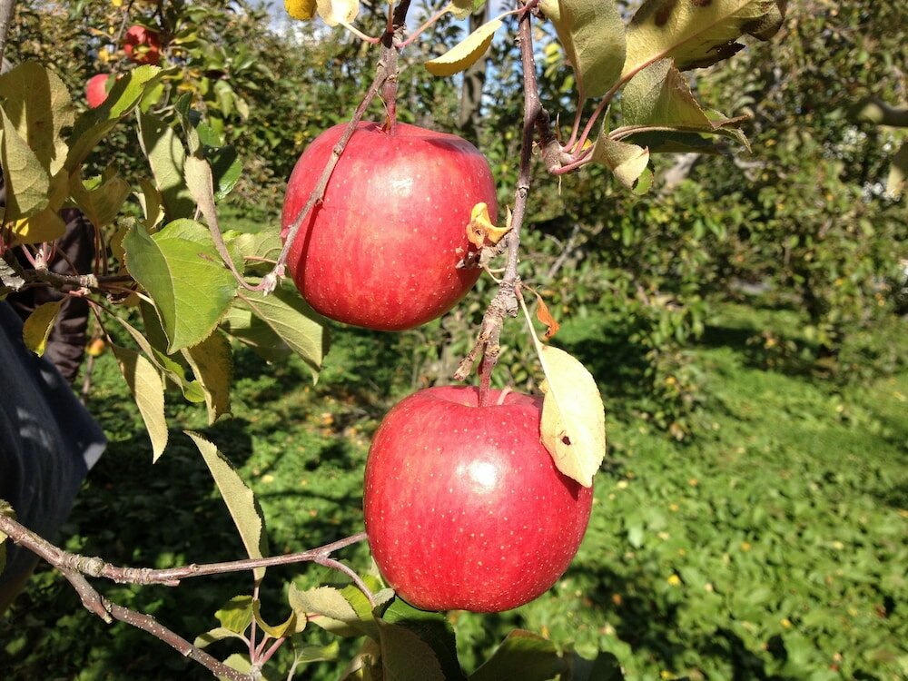 Фото Hotel Stelle Belle