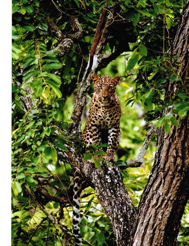 Фото The Windflower Jungle Resorts and SPA