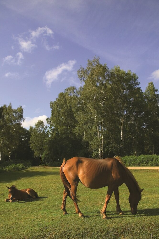 Фото Rhinefield House Hotel