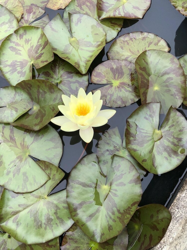 Фото Sheridan Guest House