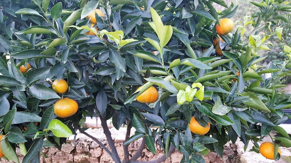 Фото Hôtel Le Chardon Bleu