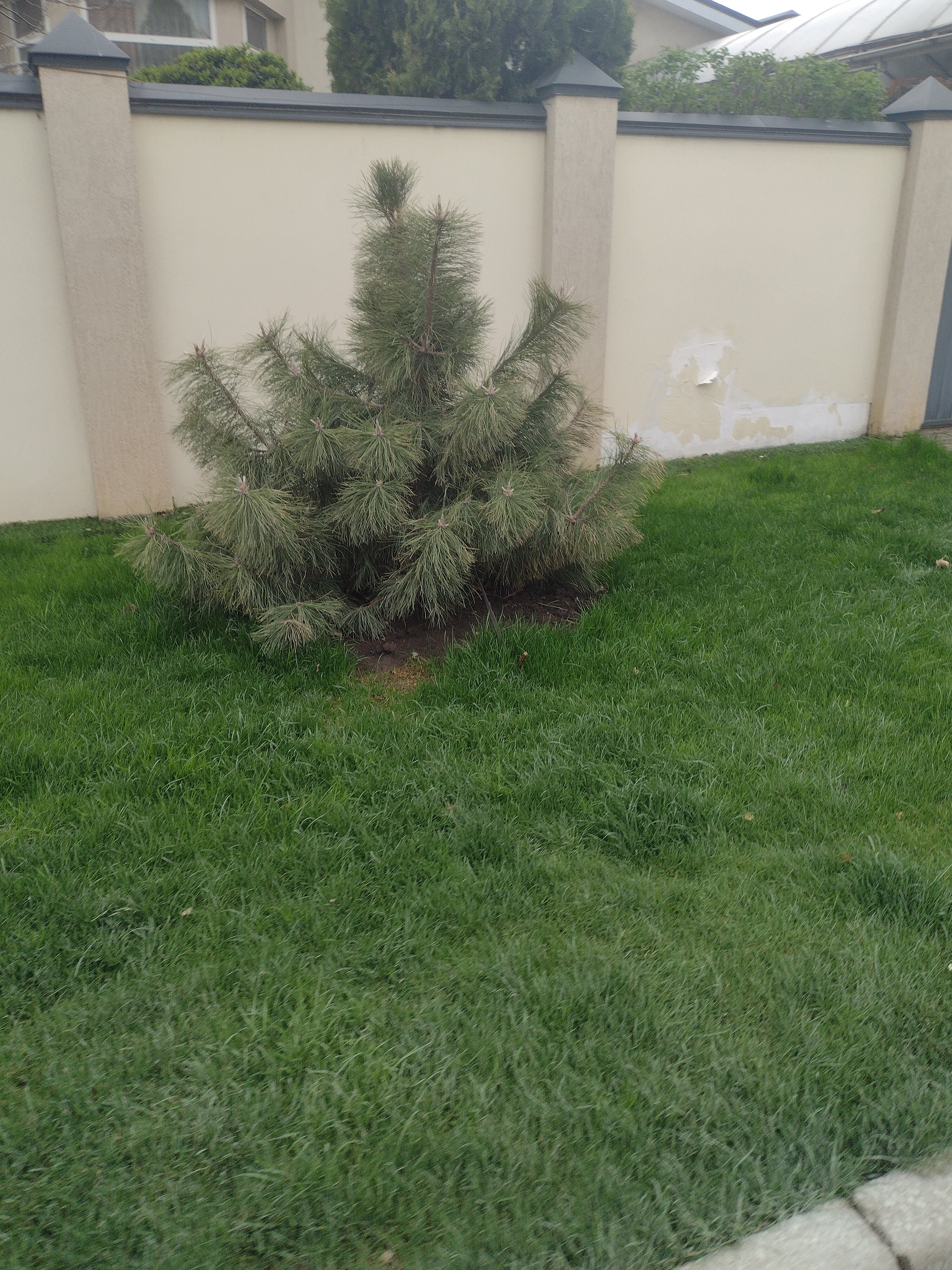 Фото Древо жизни